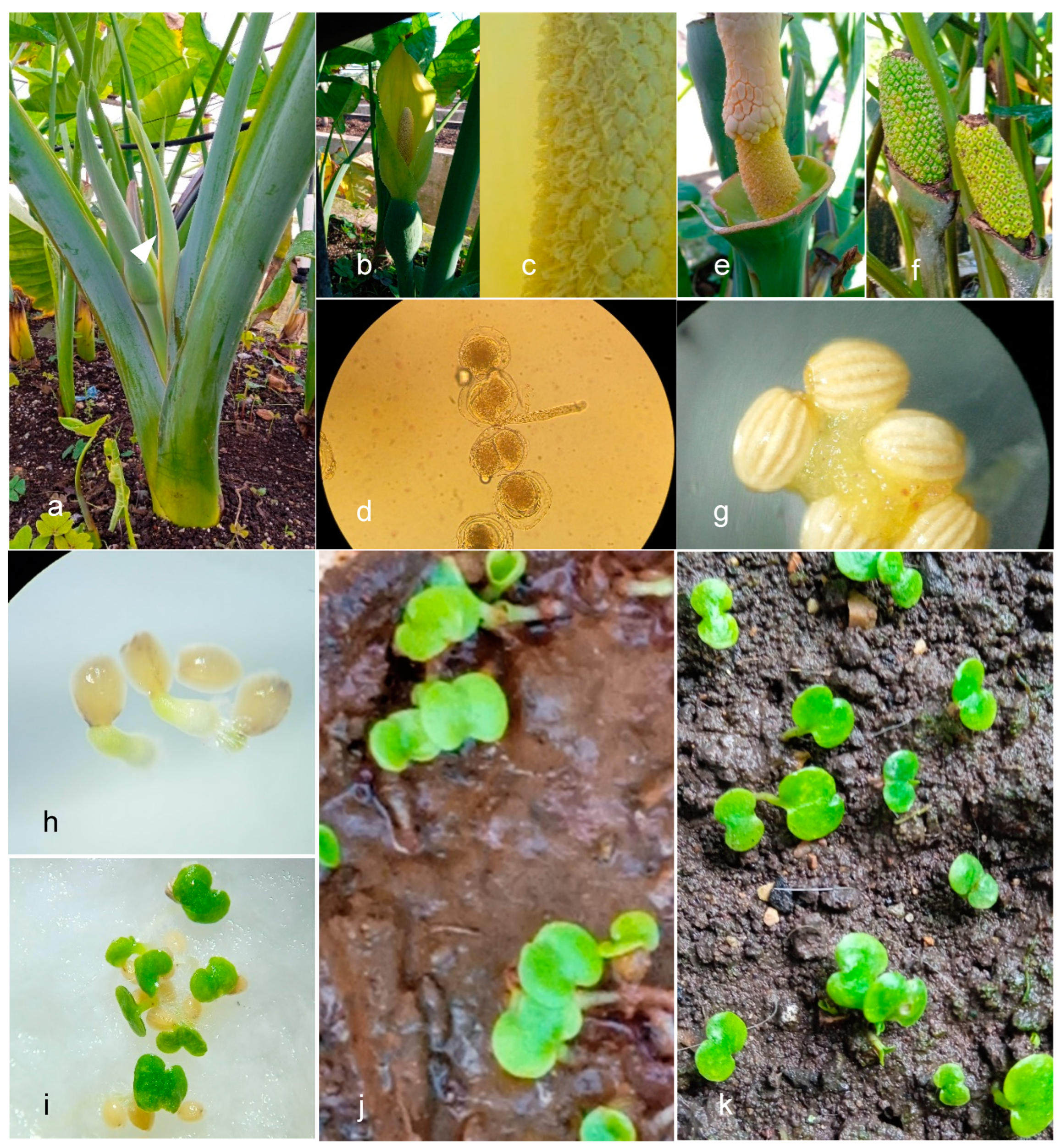 Preprints 139521 g002