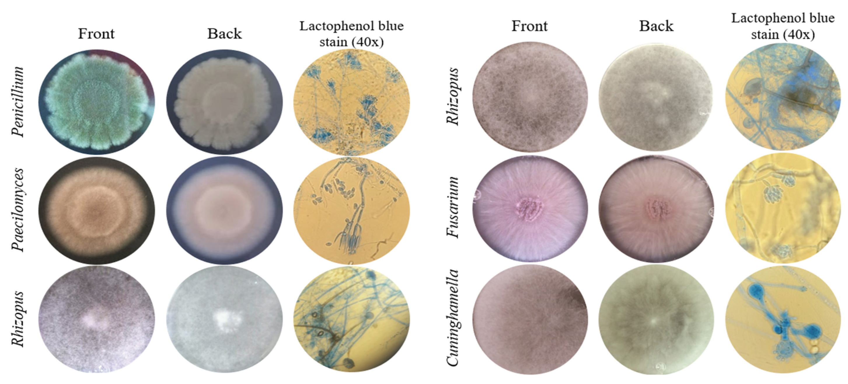 Preprints 159309 g001