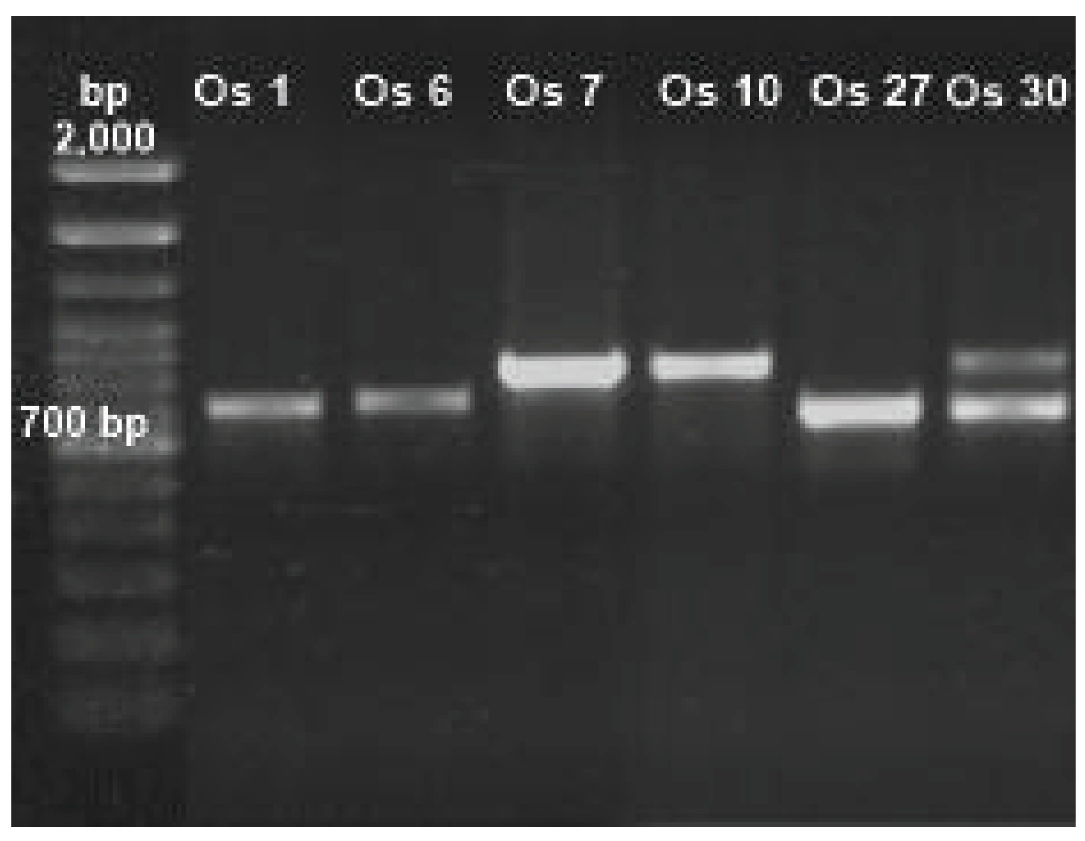 Preprints 159309 g002
