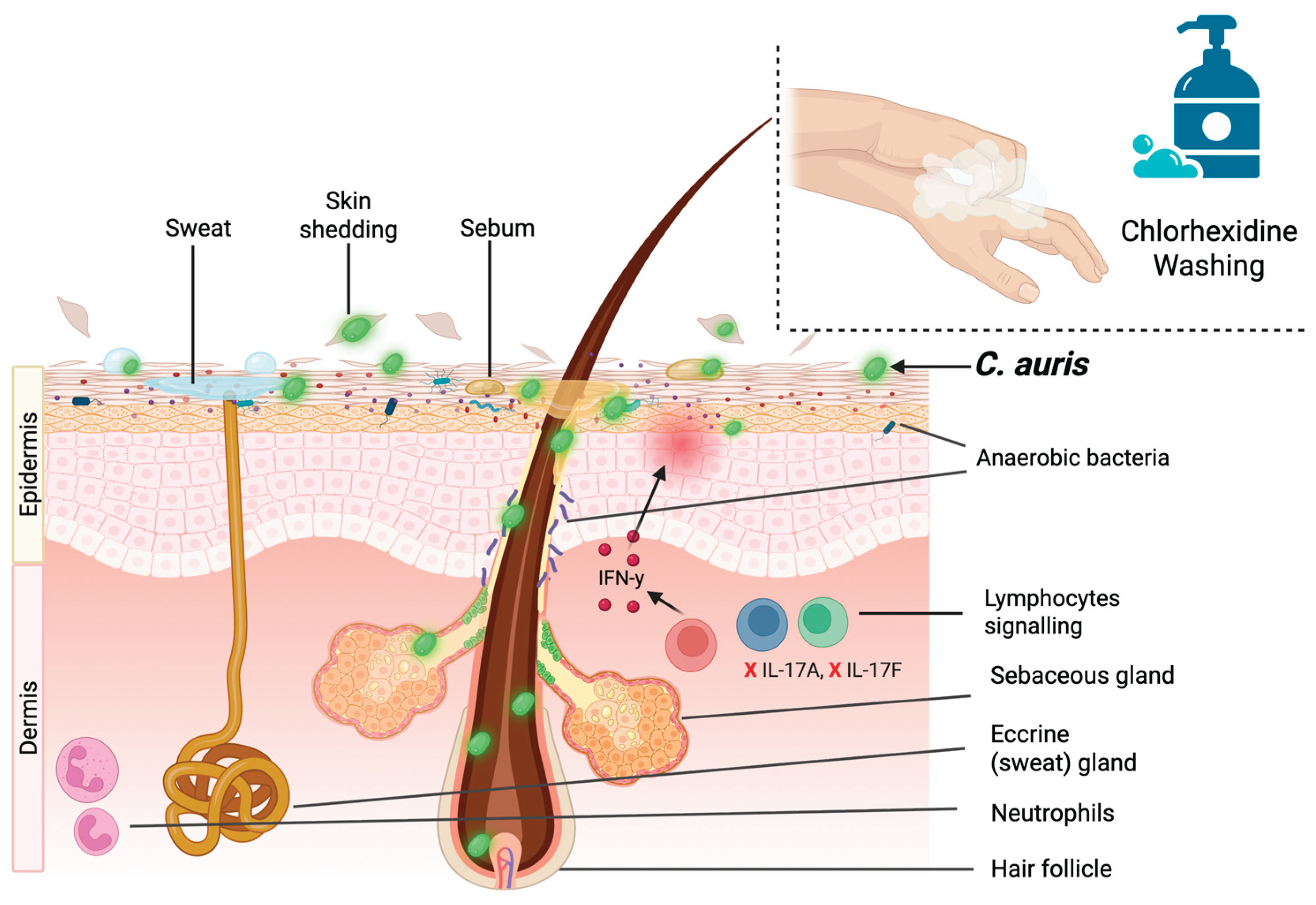 Preprints 198910 g001