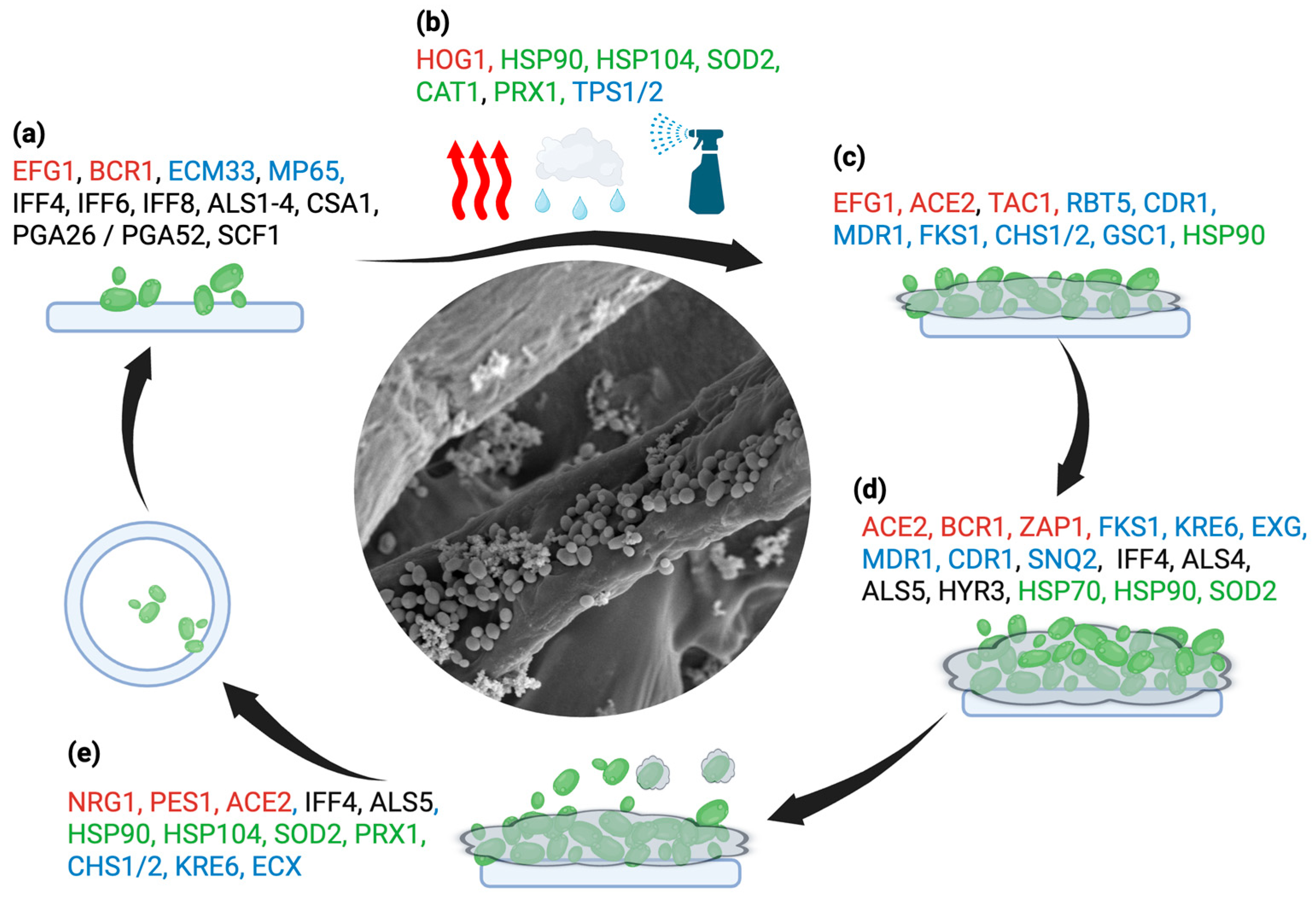 Preprints 198910 g002
