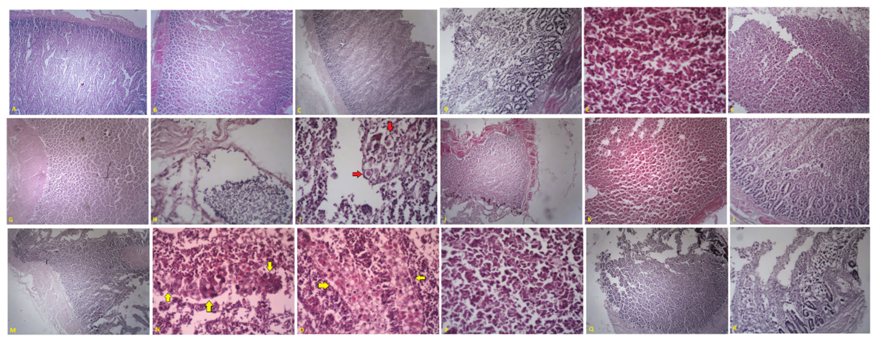 Preprints 164534 g006