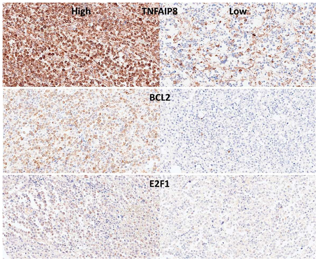 Preprints 220768 g009