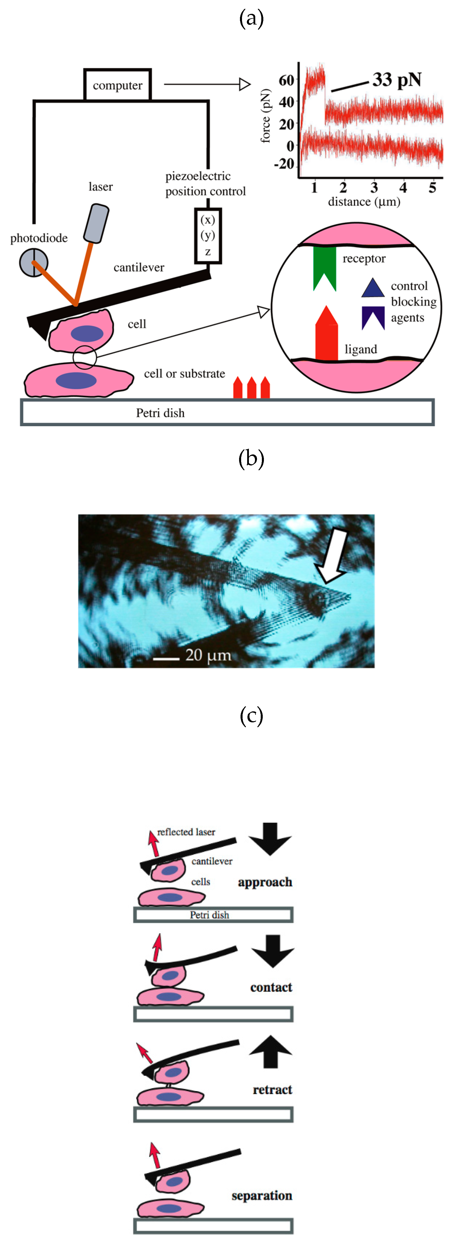 Preprints 228346 g002
