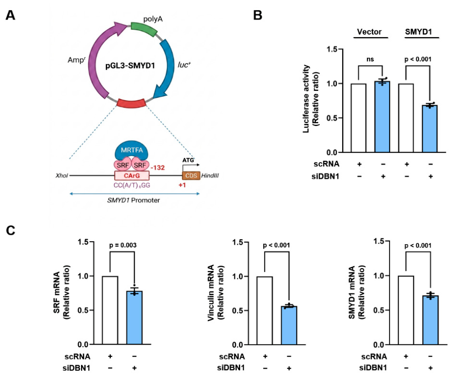 Preprints 233909 g004 Preprints 233909 g004