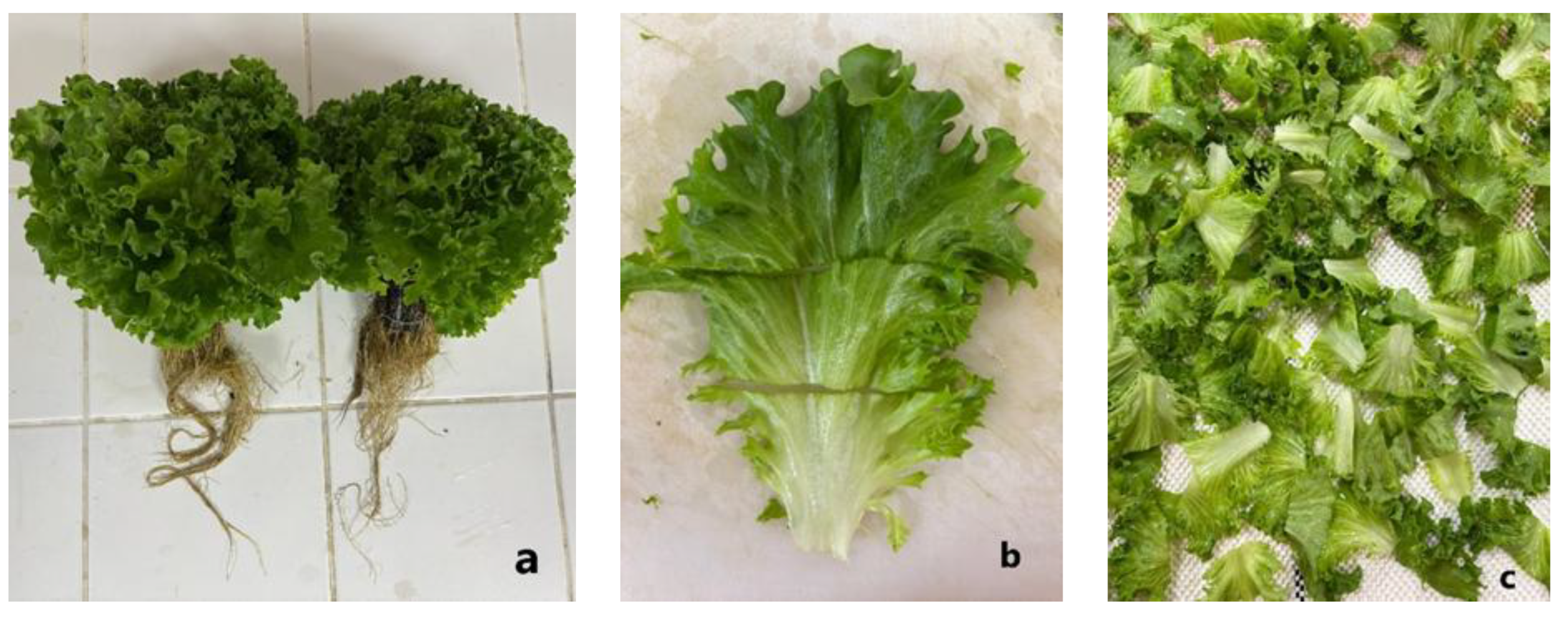 Preprints 184505 g001
