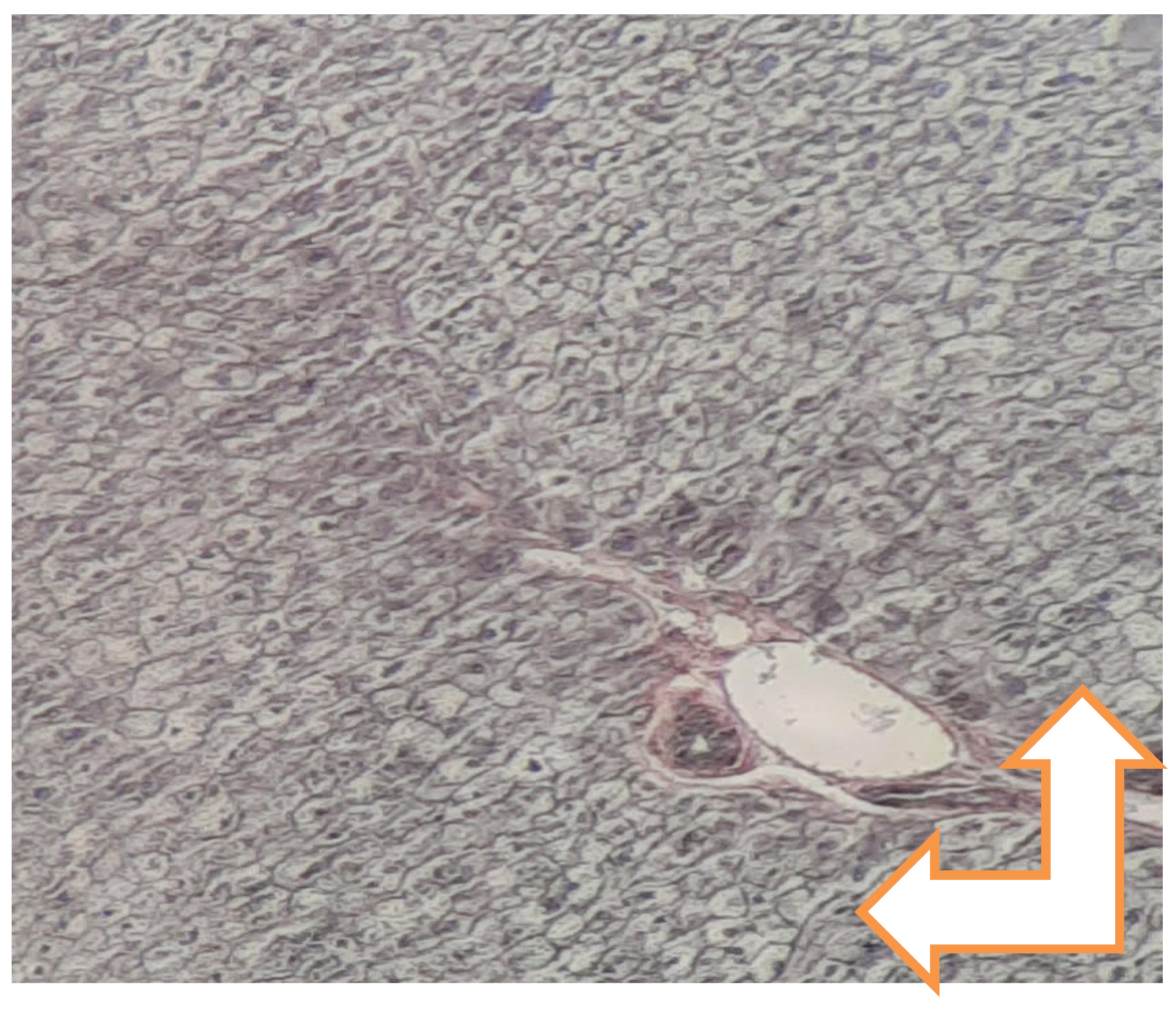 Preprints 160797 g001