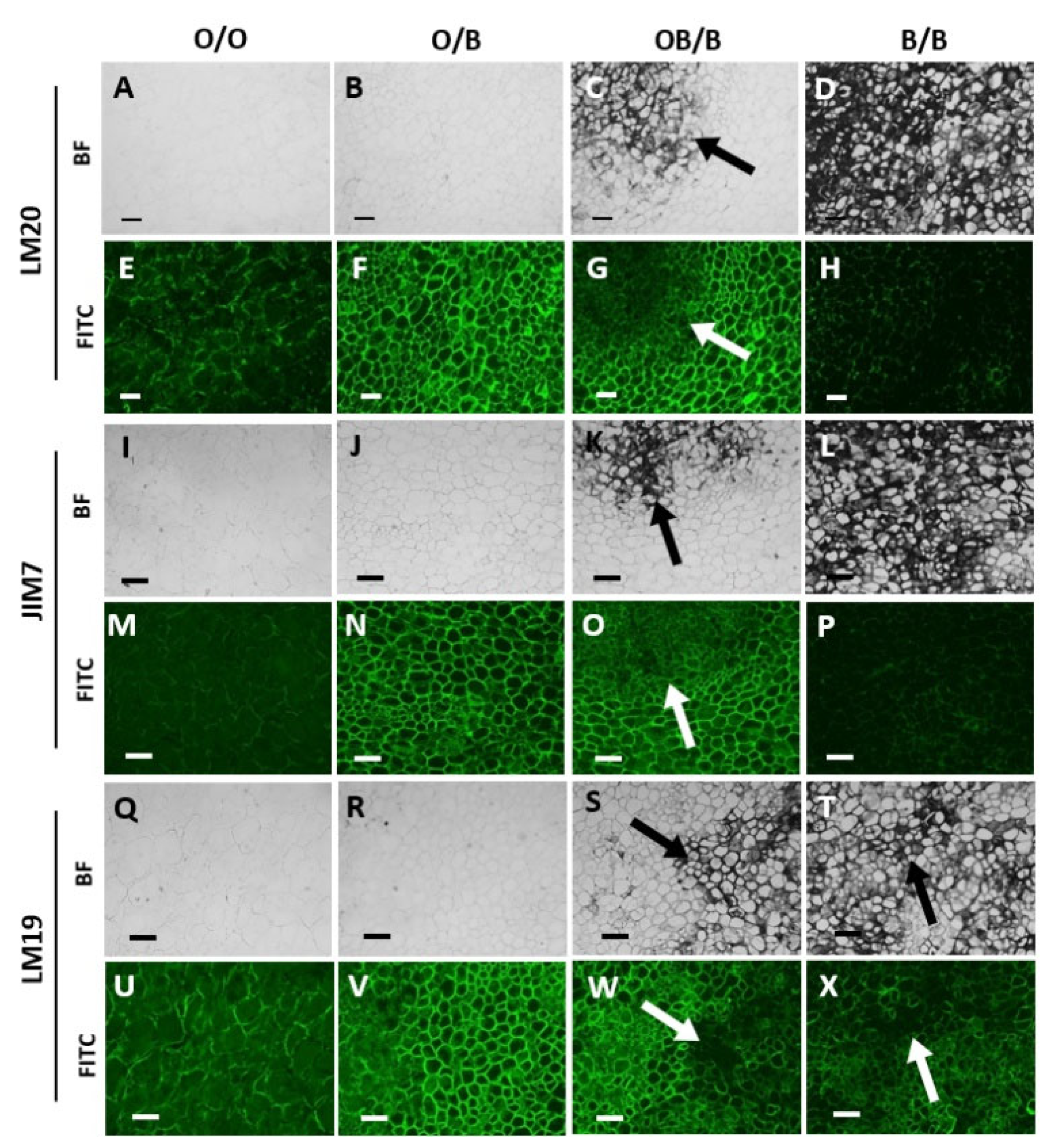 Preprints 75496 g004