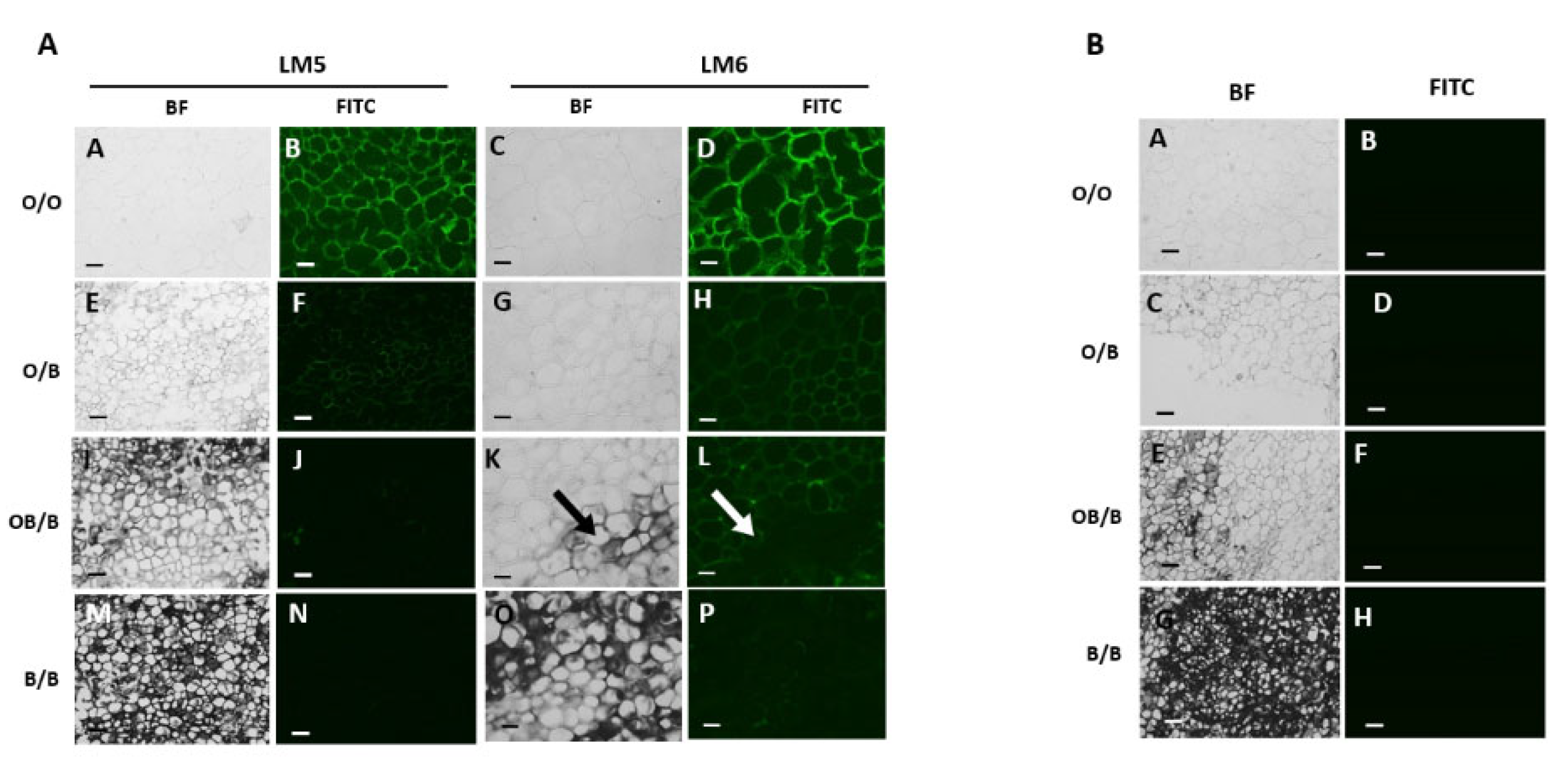 Preprints 75496 g005