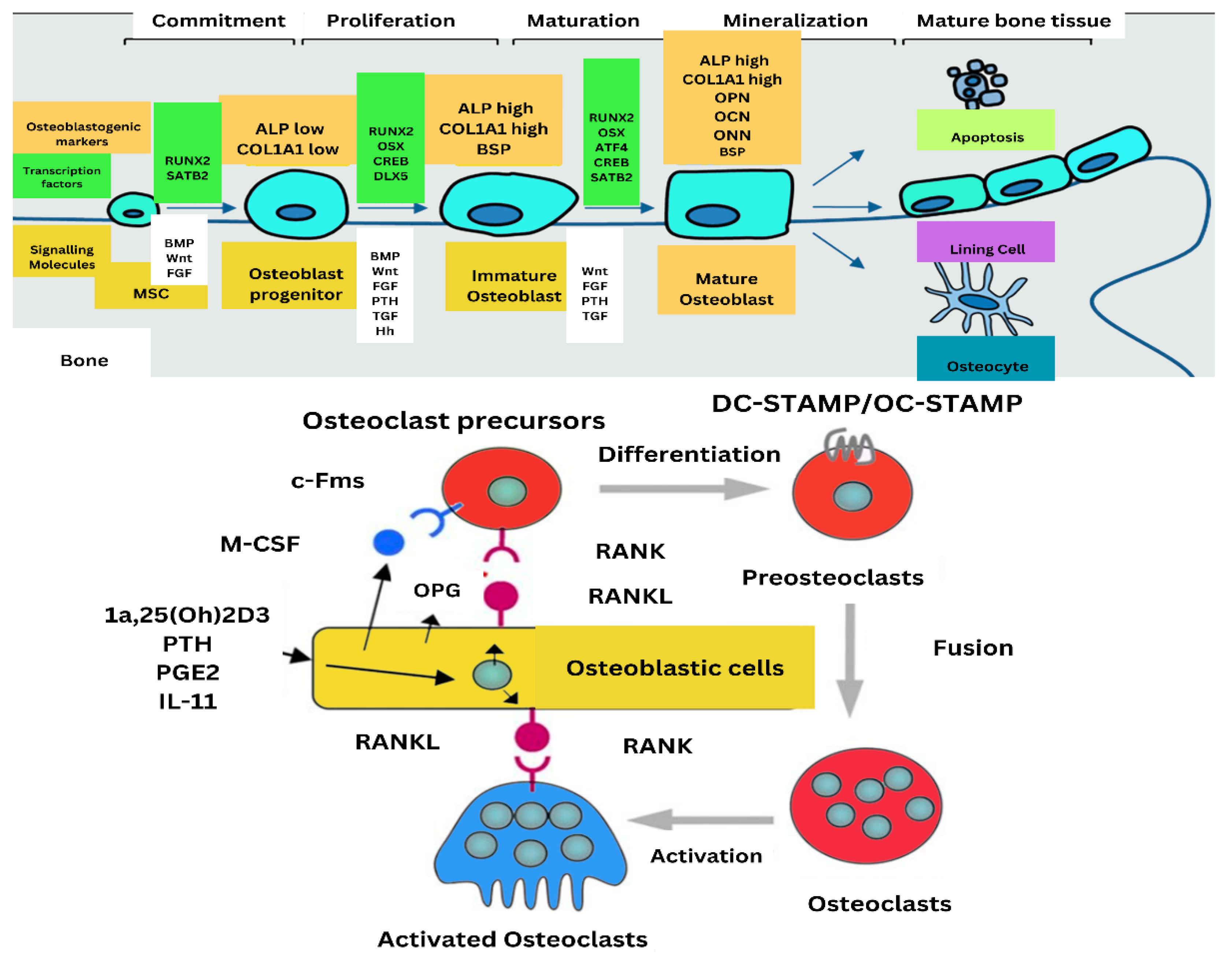 Preprints 152046 g004