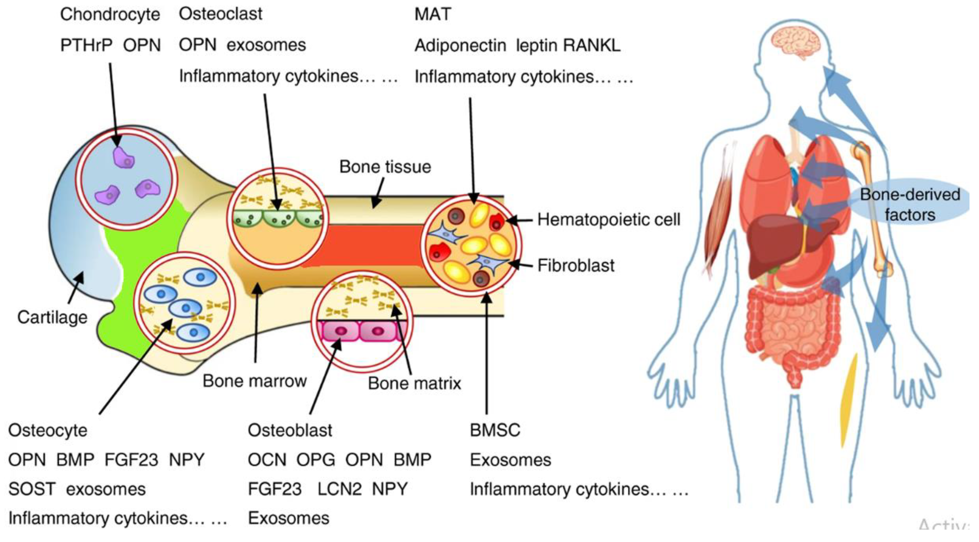 Preprints 152046 g005