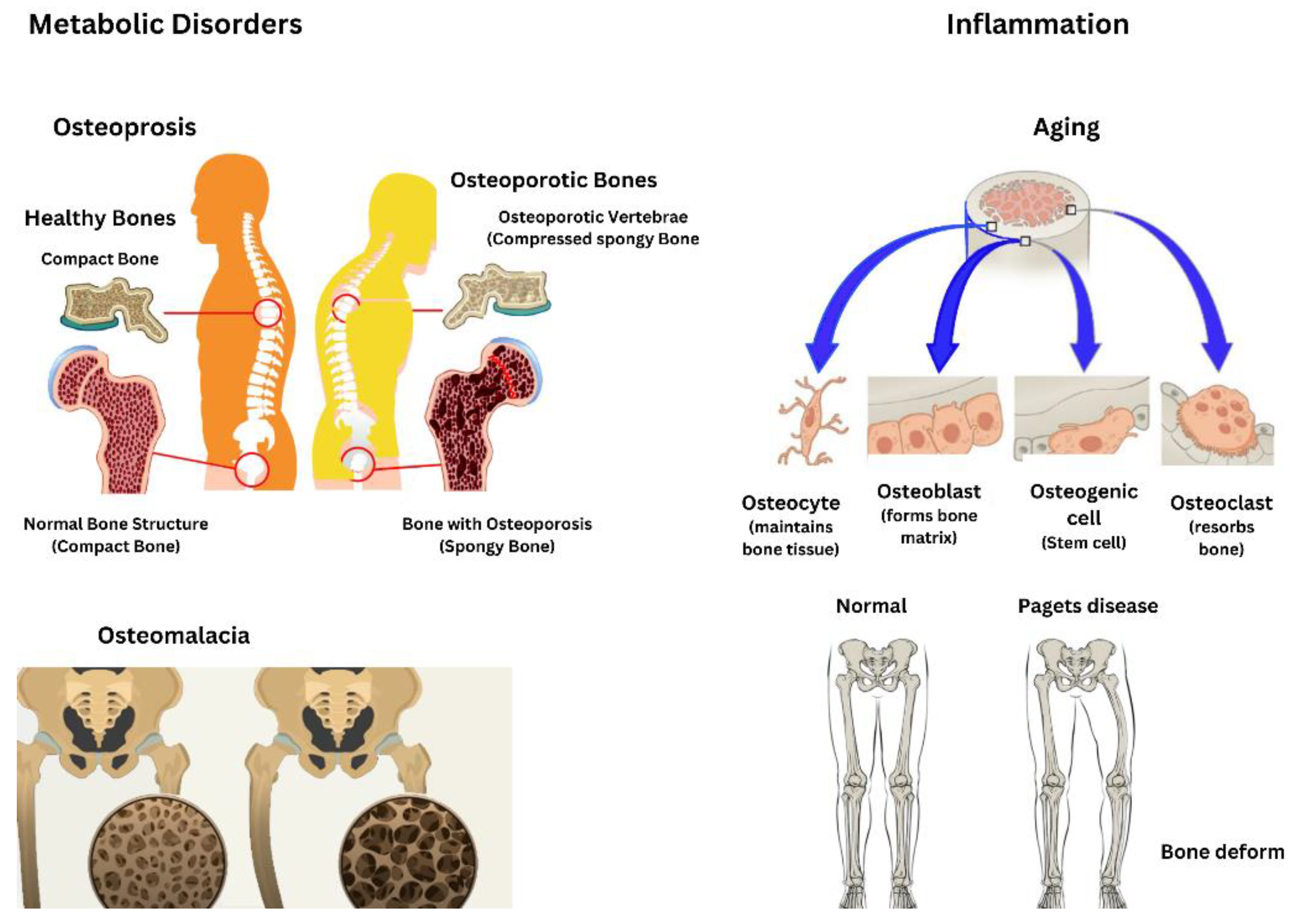 Preprints 152046 g006