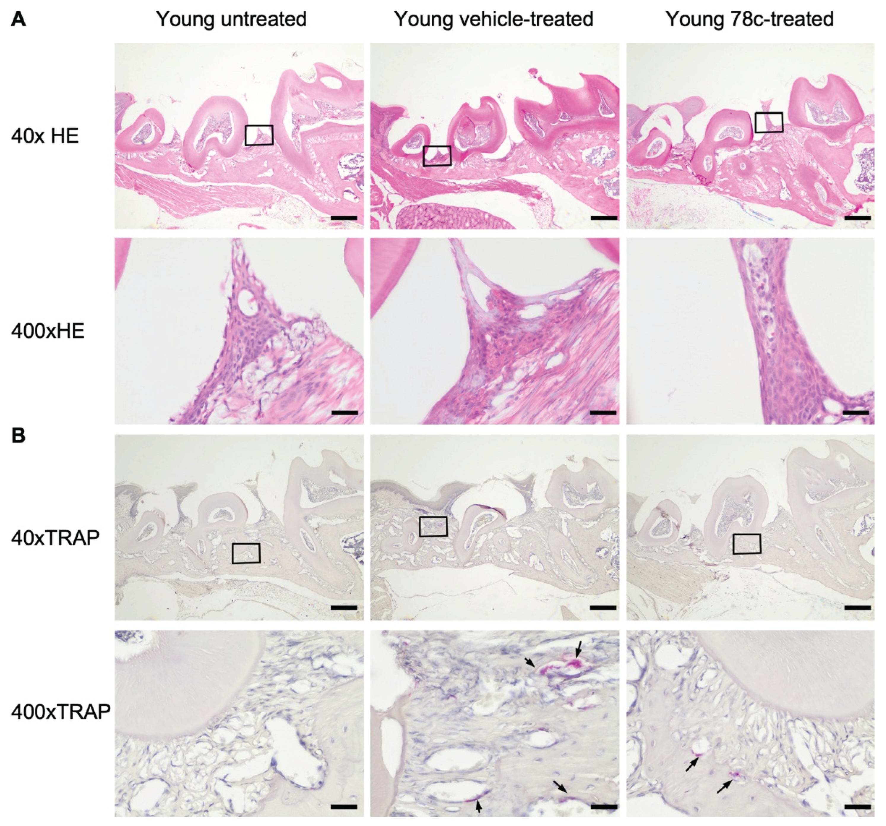Preprints 214147 g005 Preprints 214147 g005