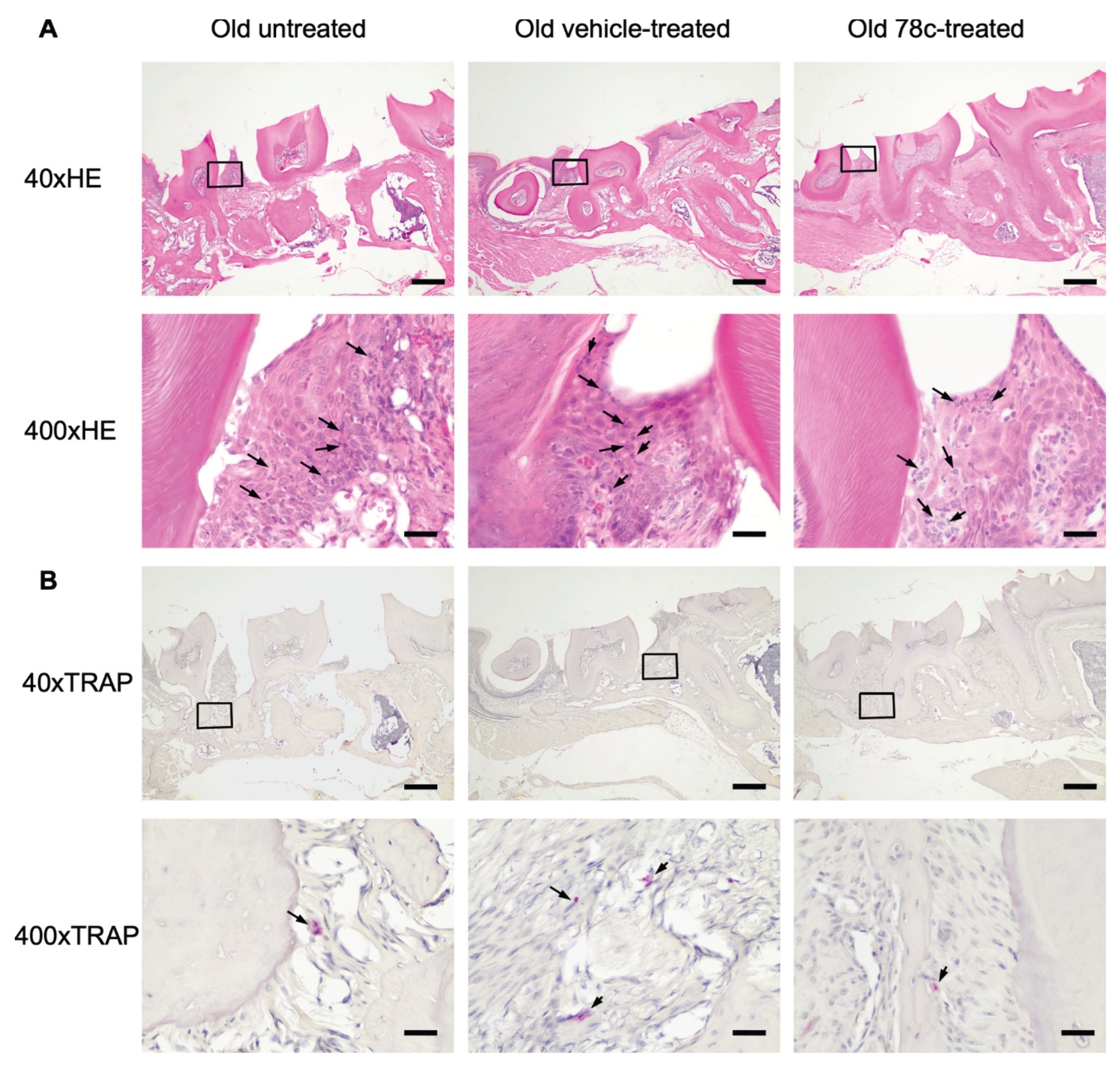 Preprints 214147 g006 Preprints 214147 g006