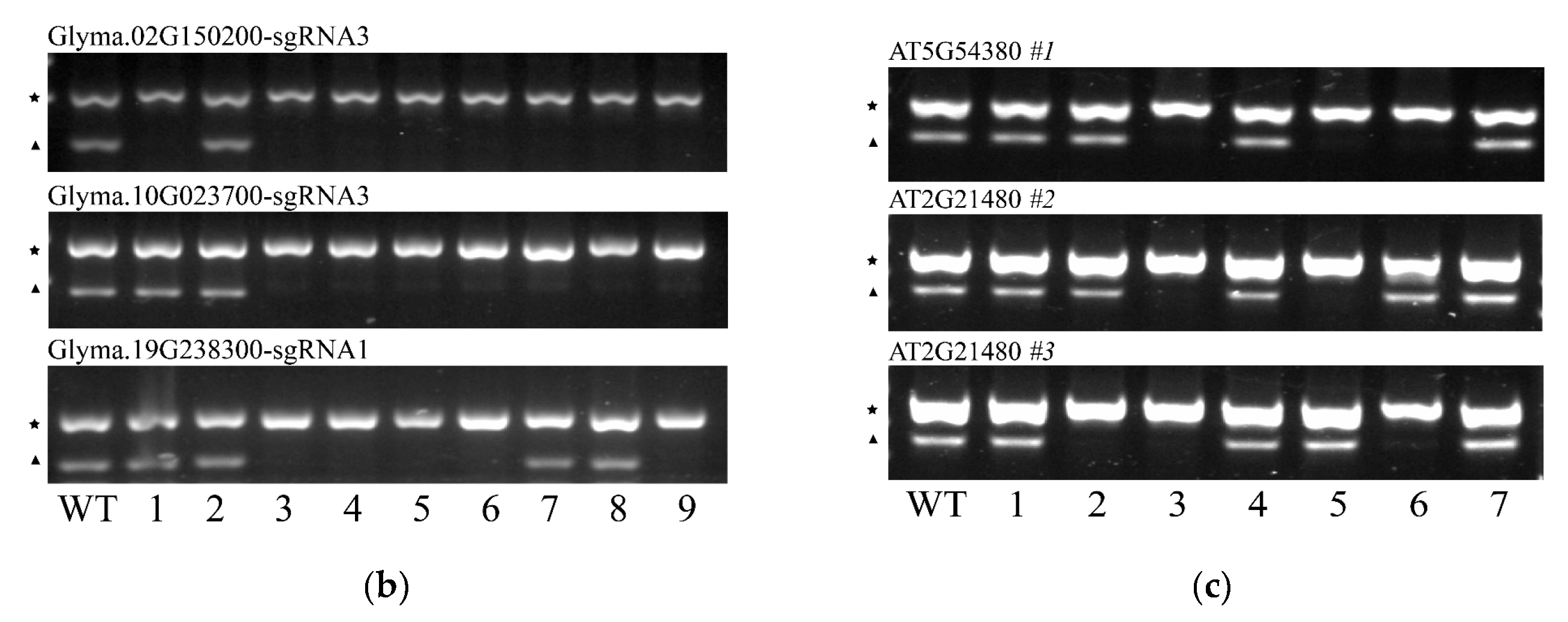 Preprints 216738 g003b