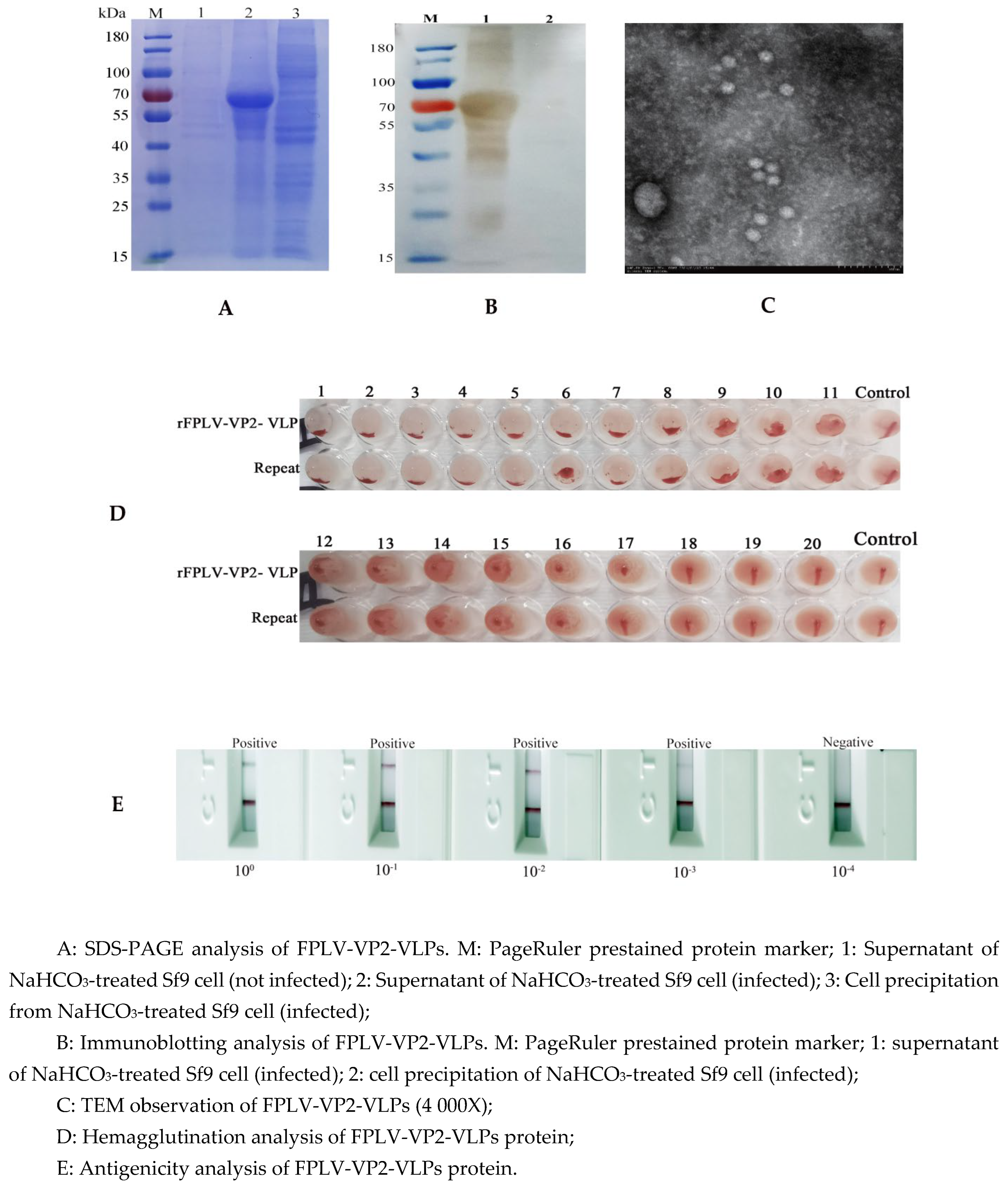 Preprints 153431 g002