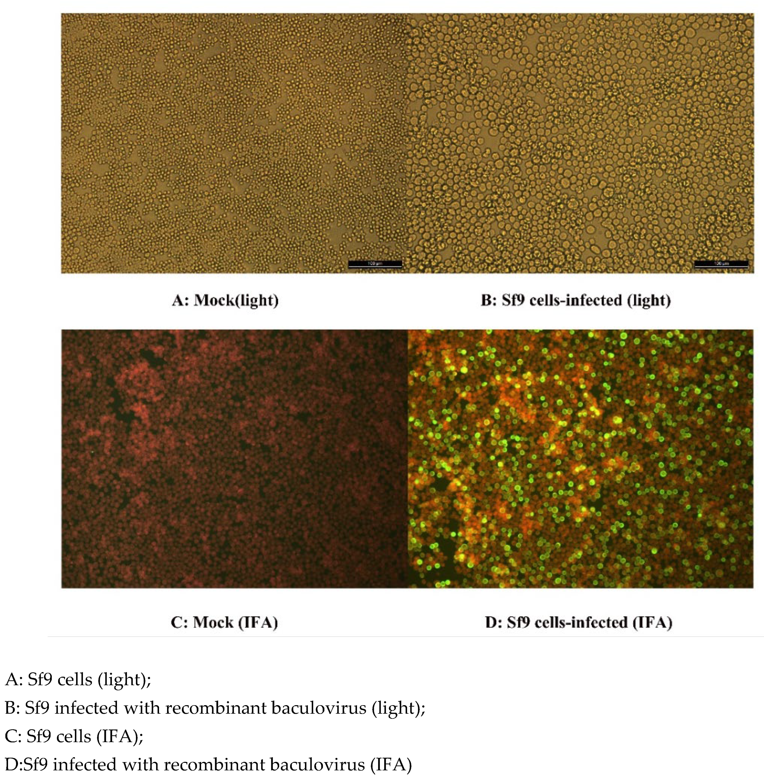Preprints 153431 g003