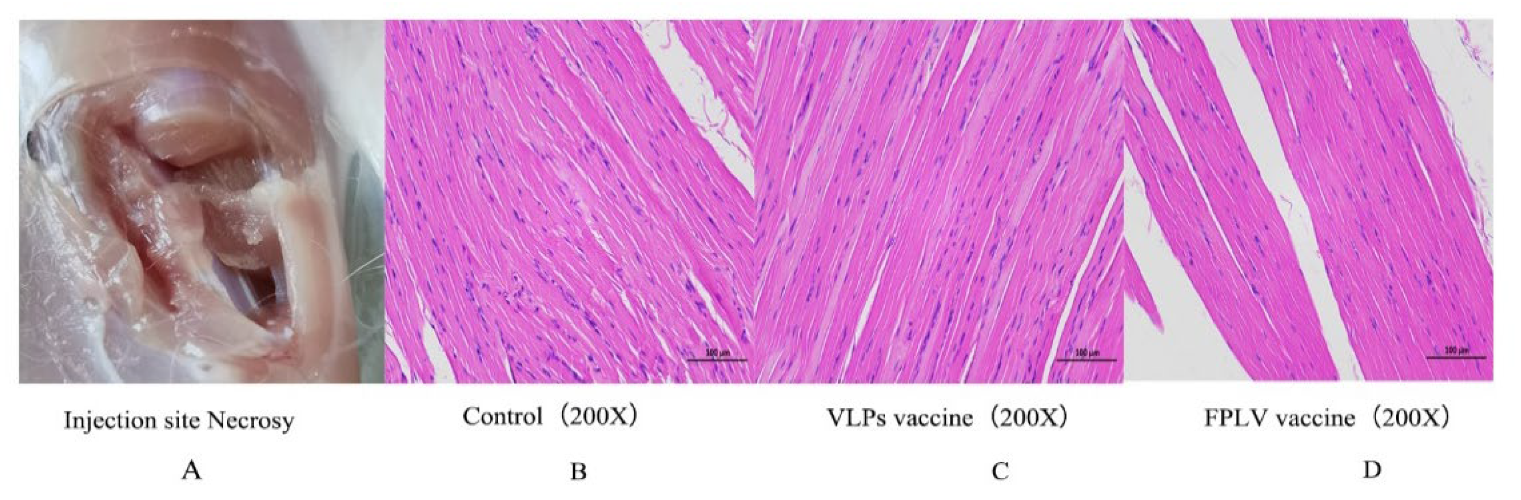 Preprints 153431 g006