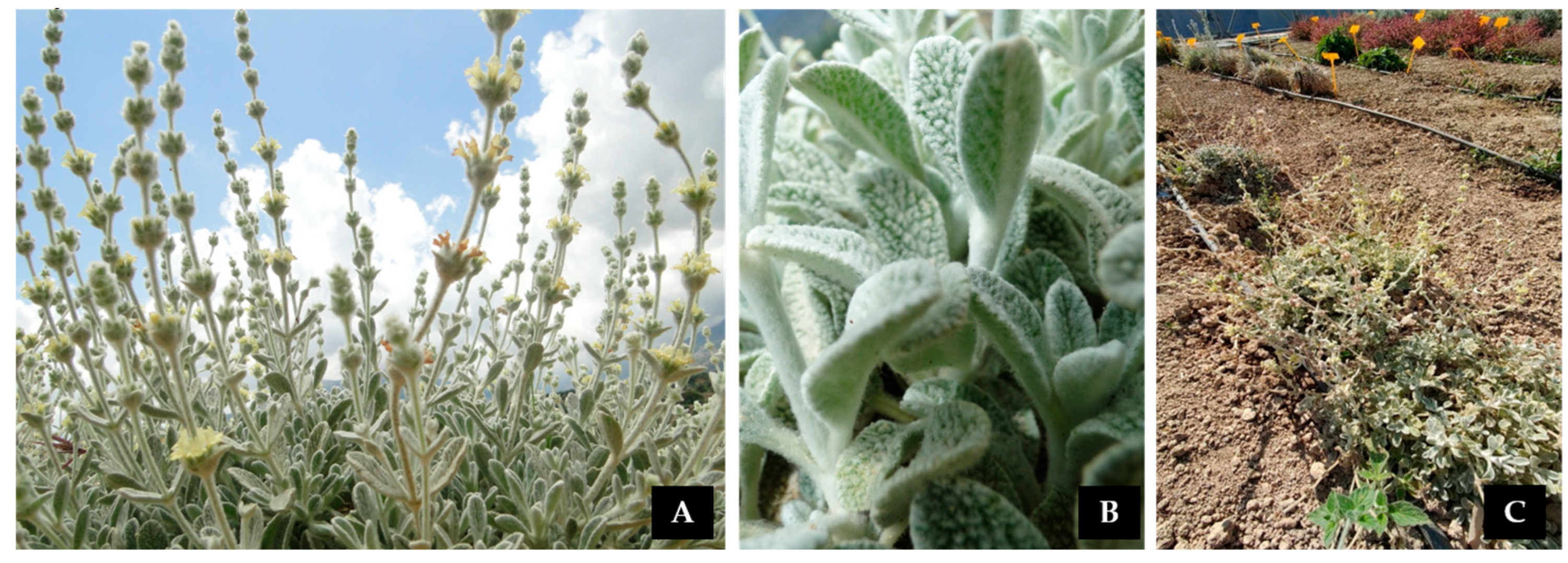 Preprints 93354 g008