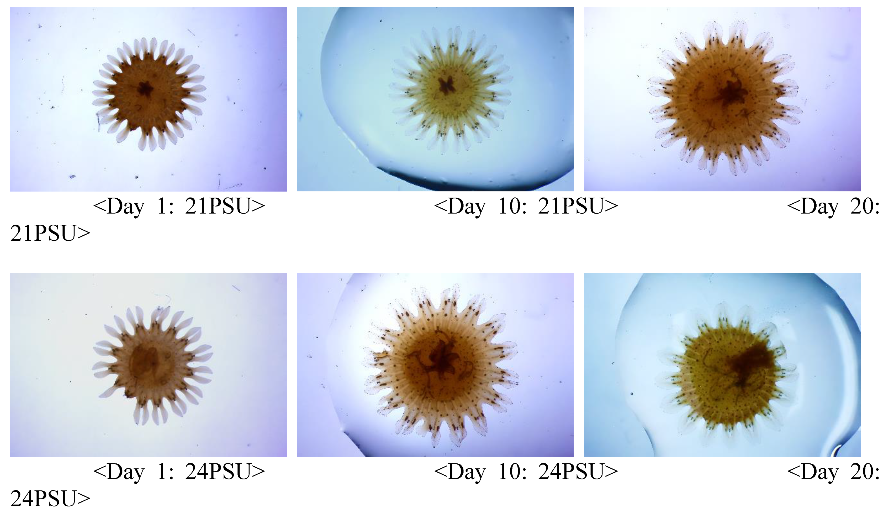 Preprints 151742 g004a