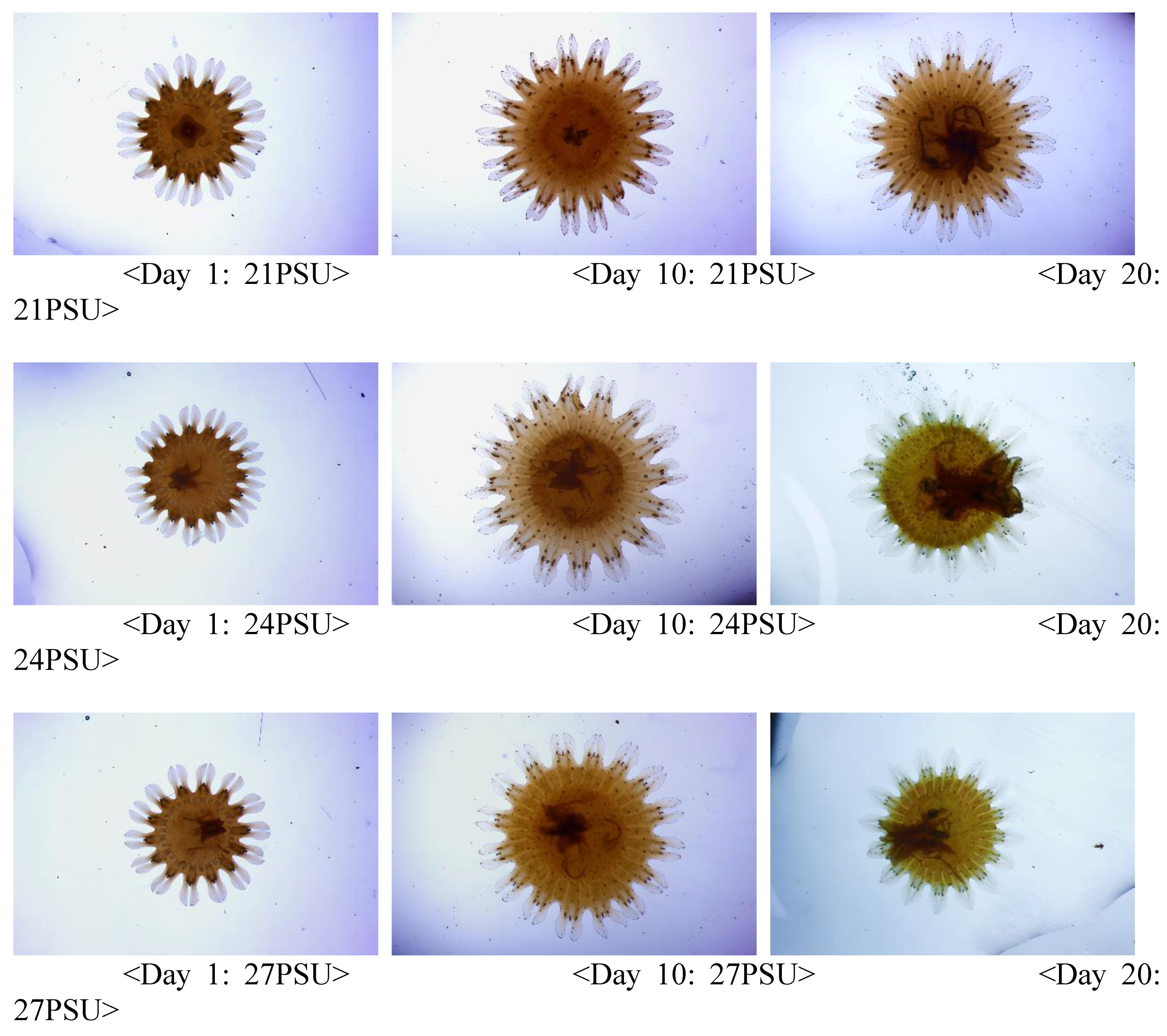 Preprints 151742 g004b