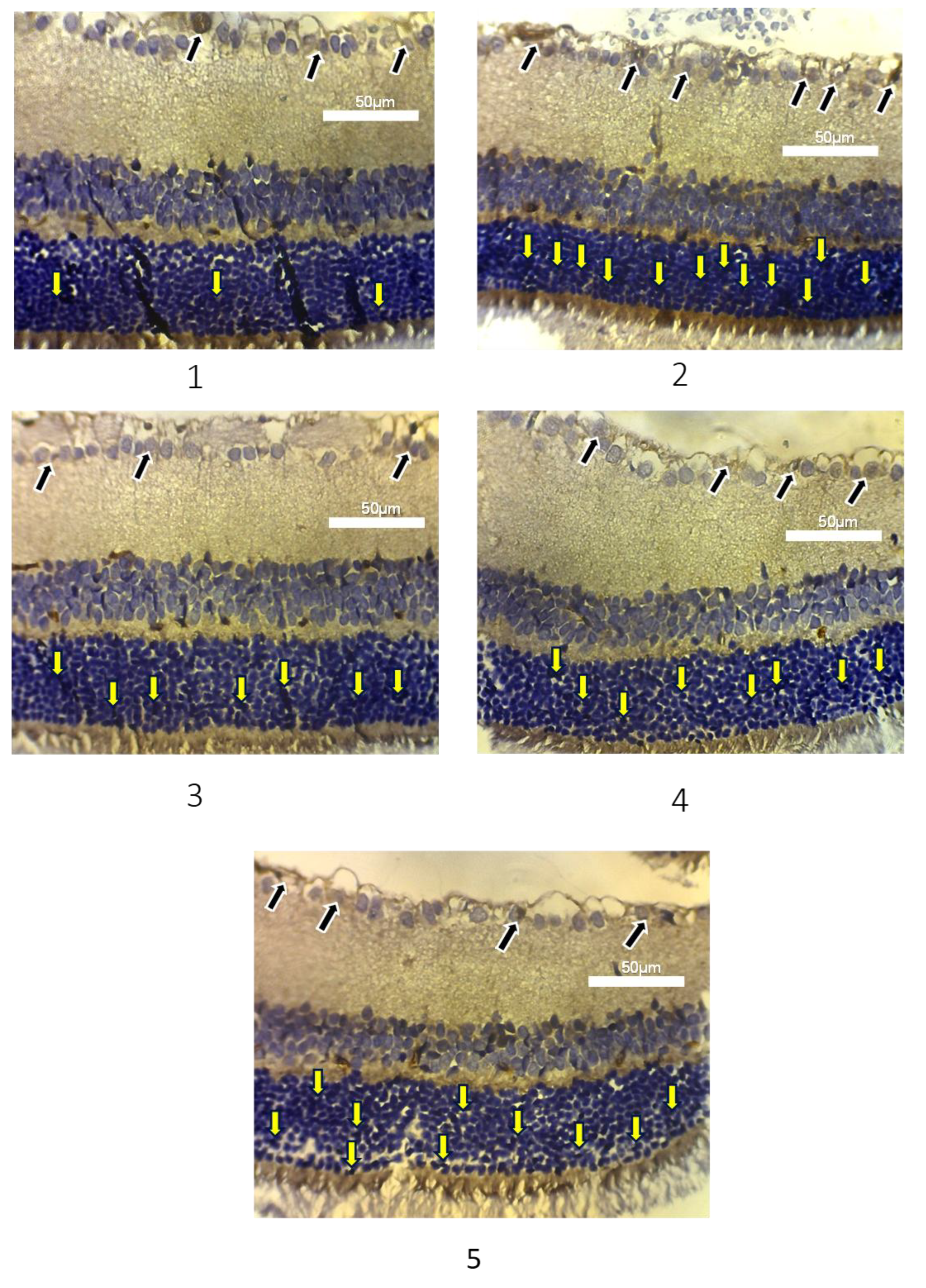 Preprints 181169 g003