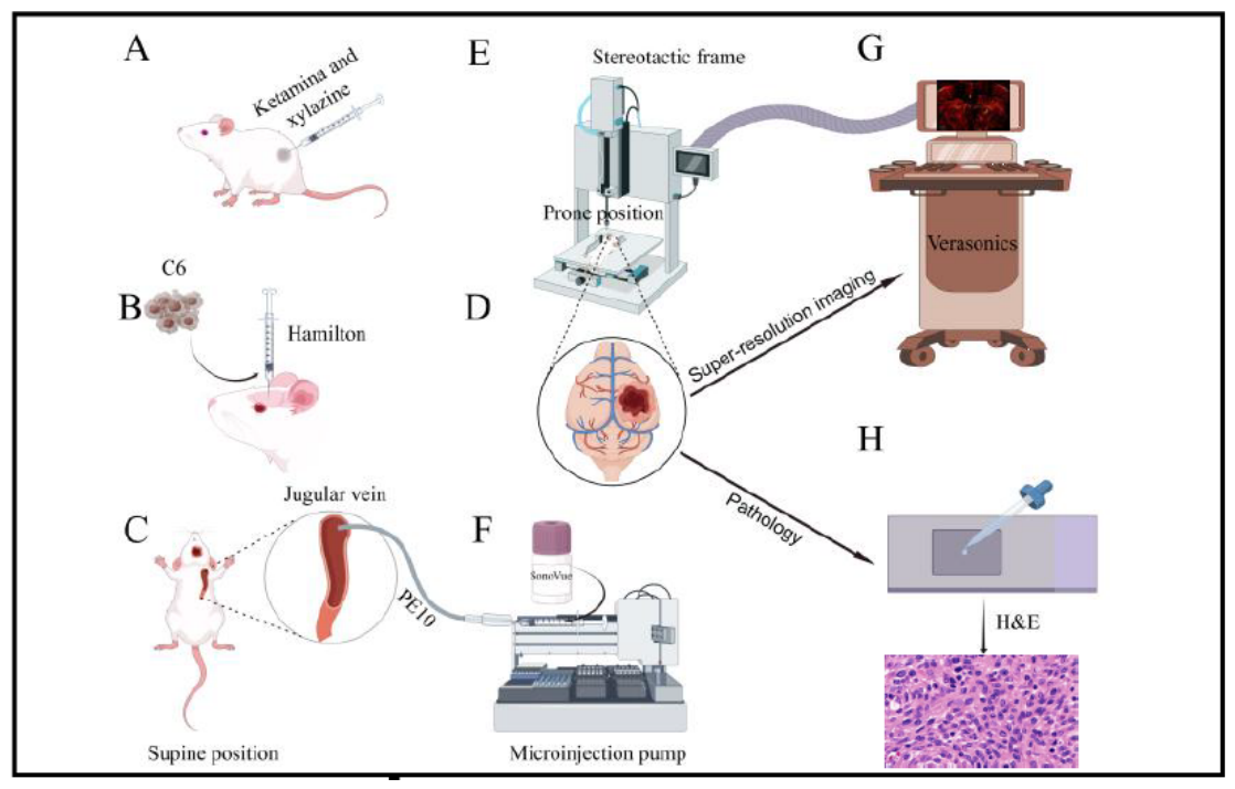 Preprints 210351 g001a