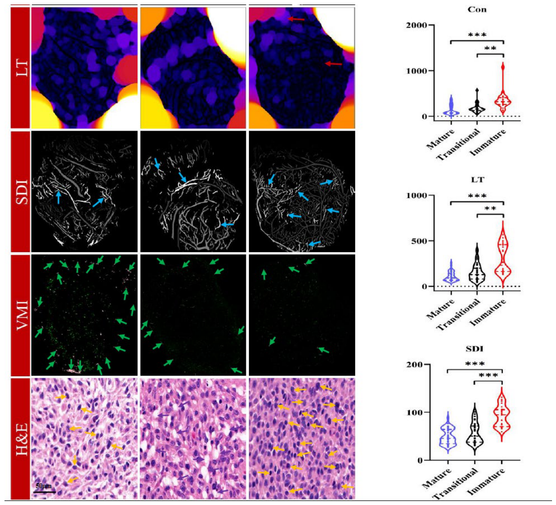 Preprints 210351 g003b