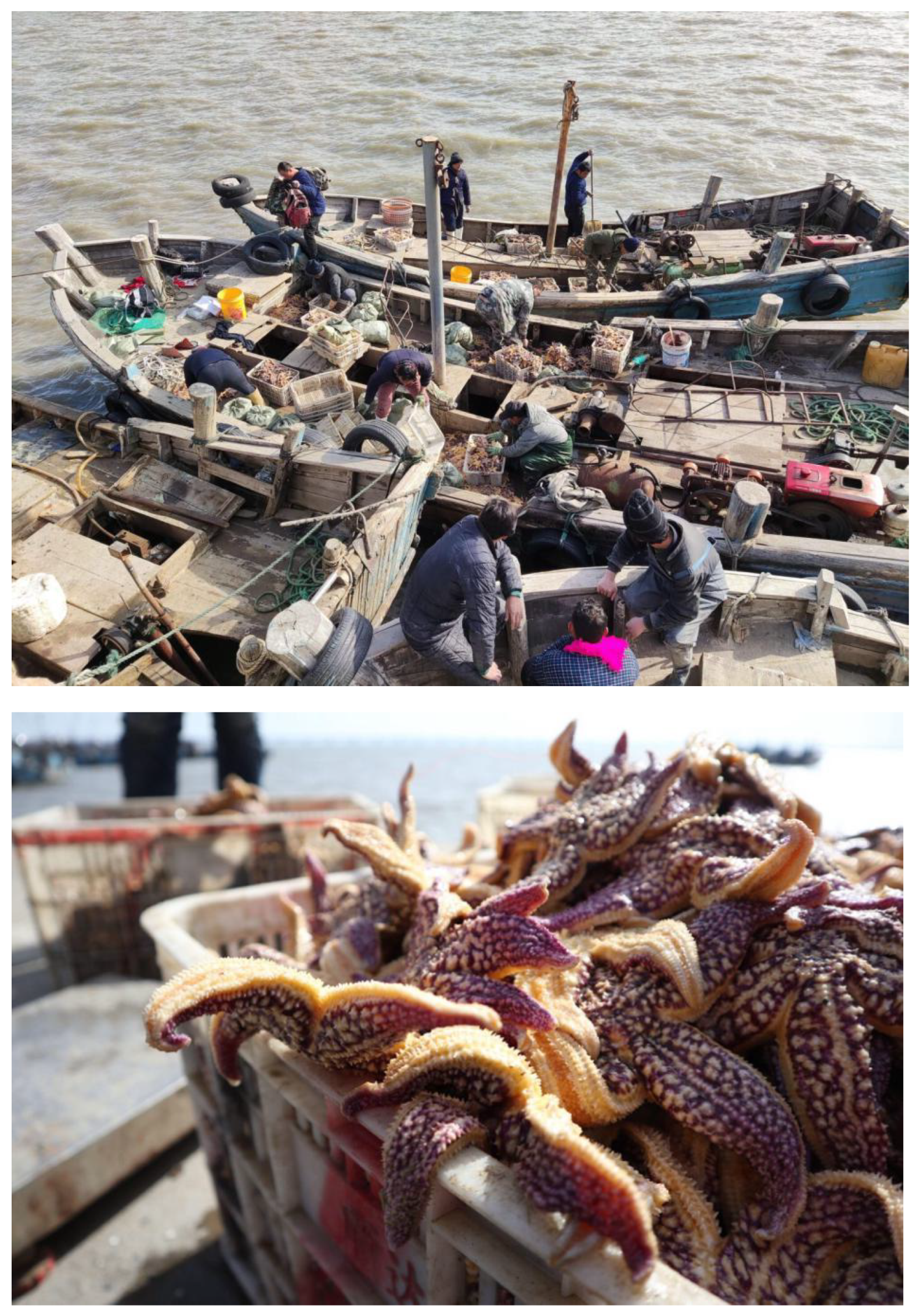 Preprints 110416 g001