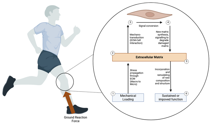Preprints 114352 i001