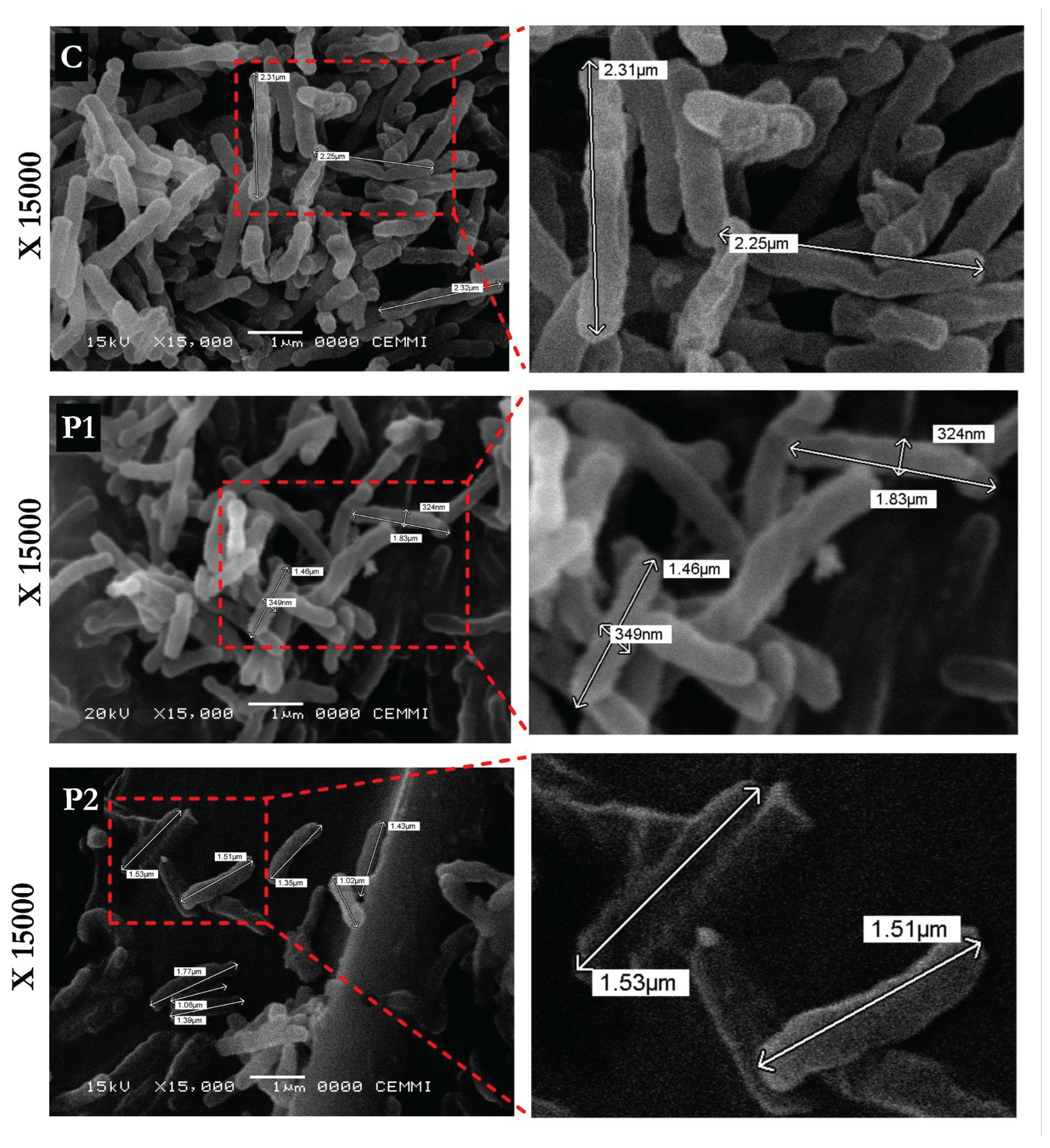 Preprints 204555 g003