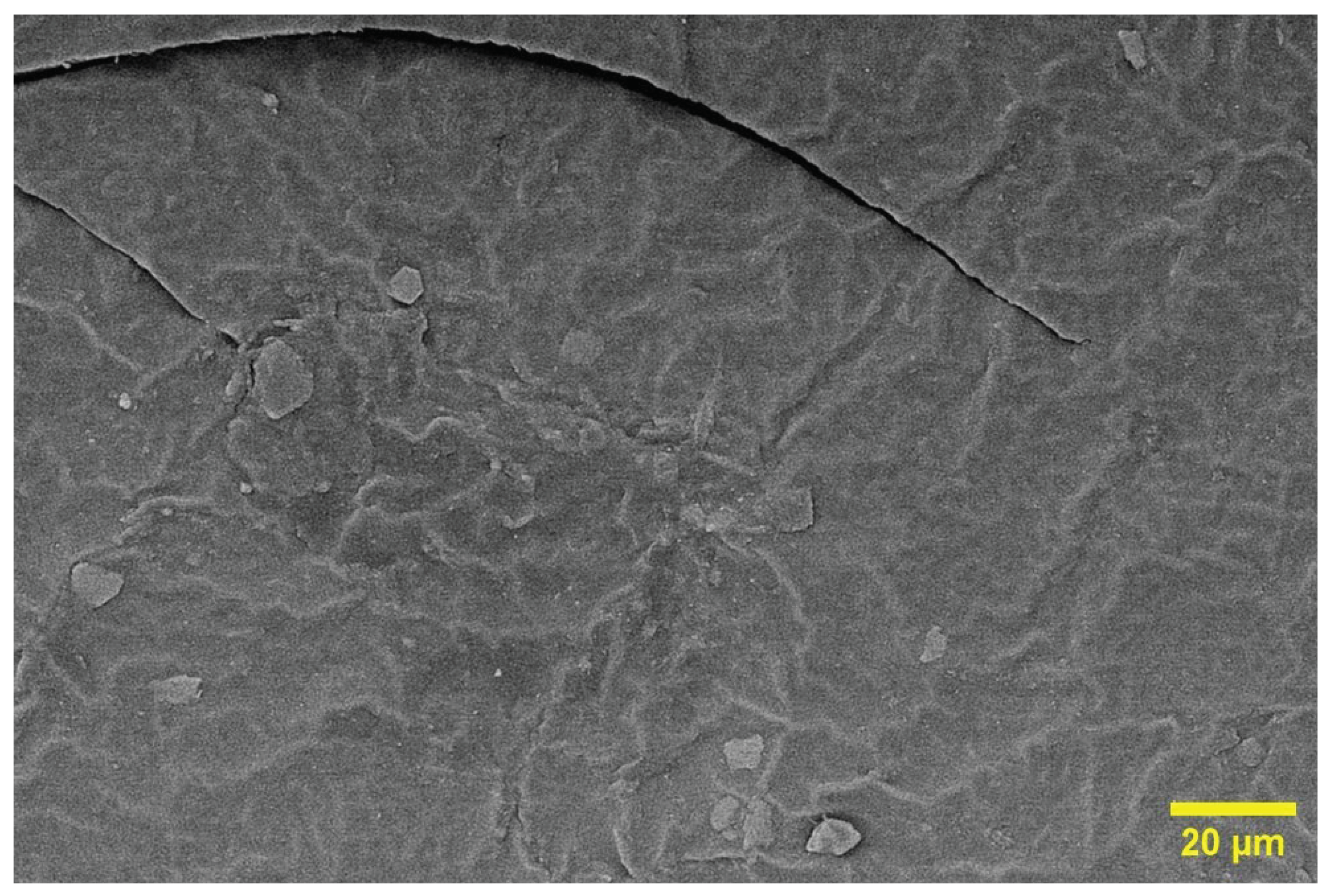 Preprints 101488 g013