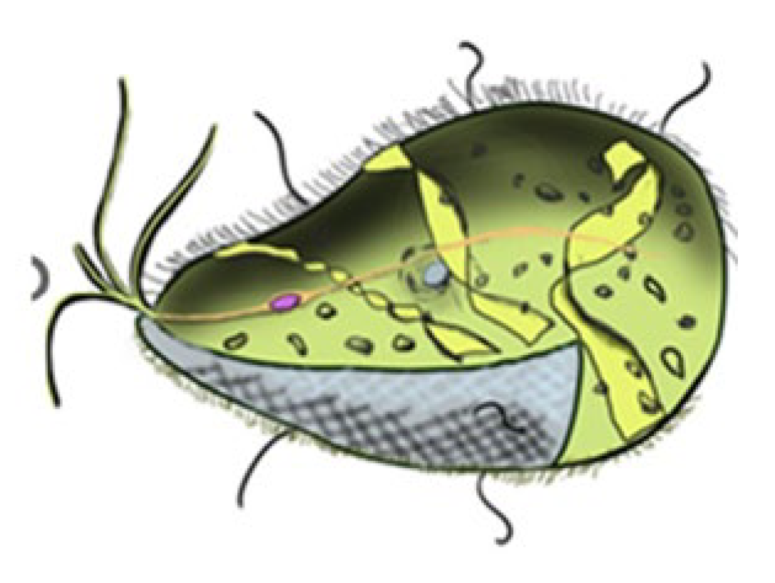 Preprints 198069 g026