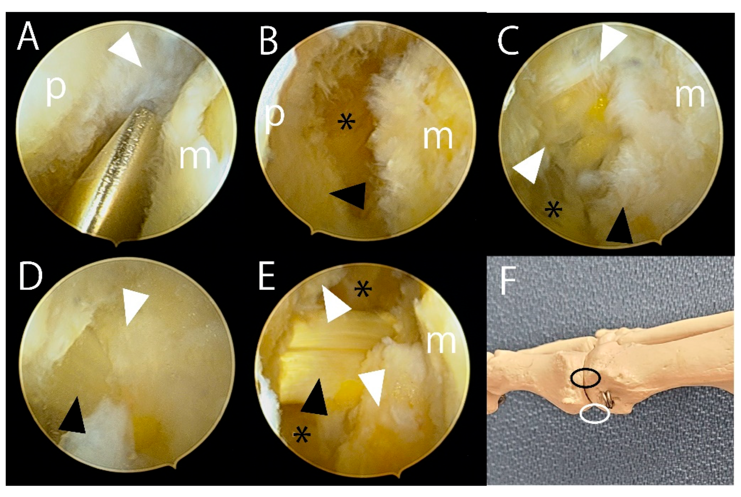 Preprints 153354 g003