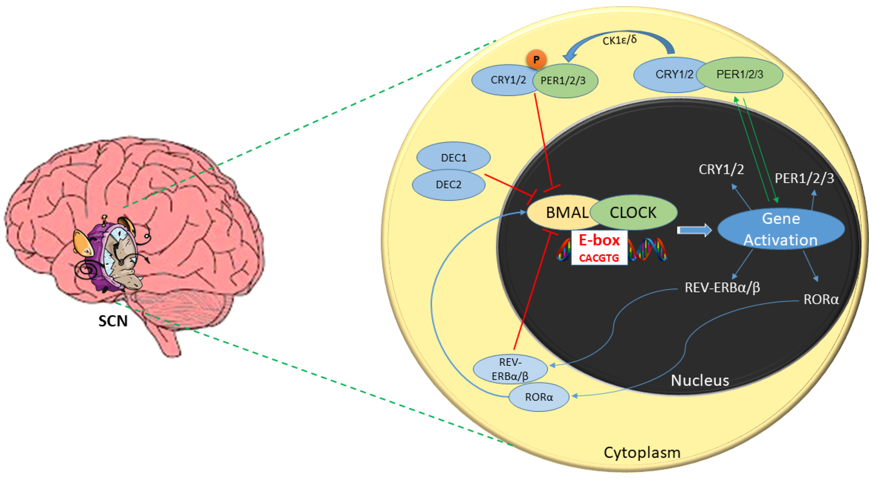 Preprints 140193 g001