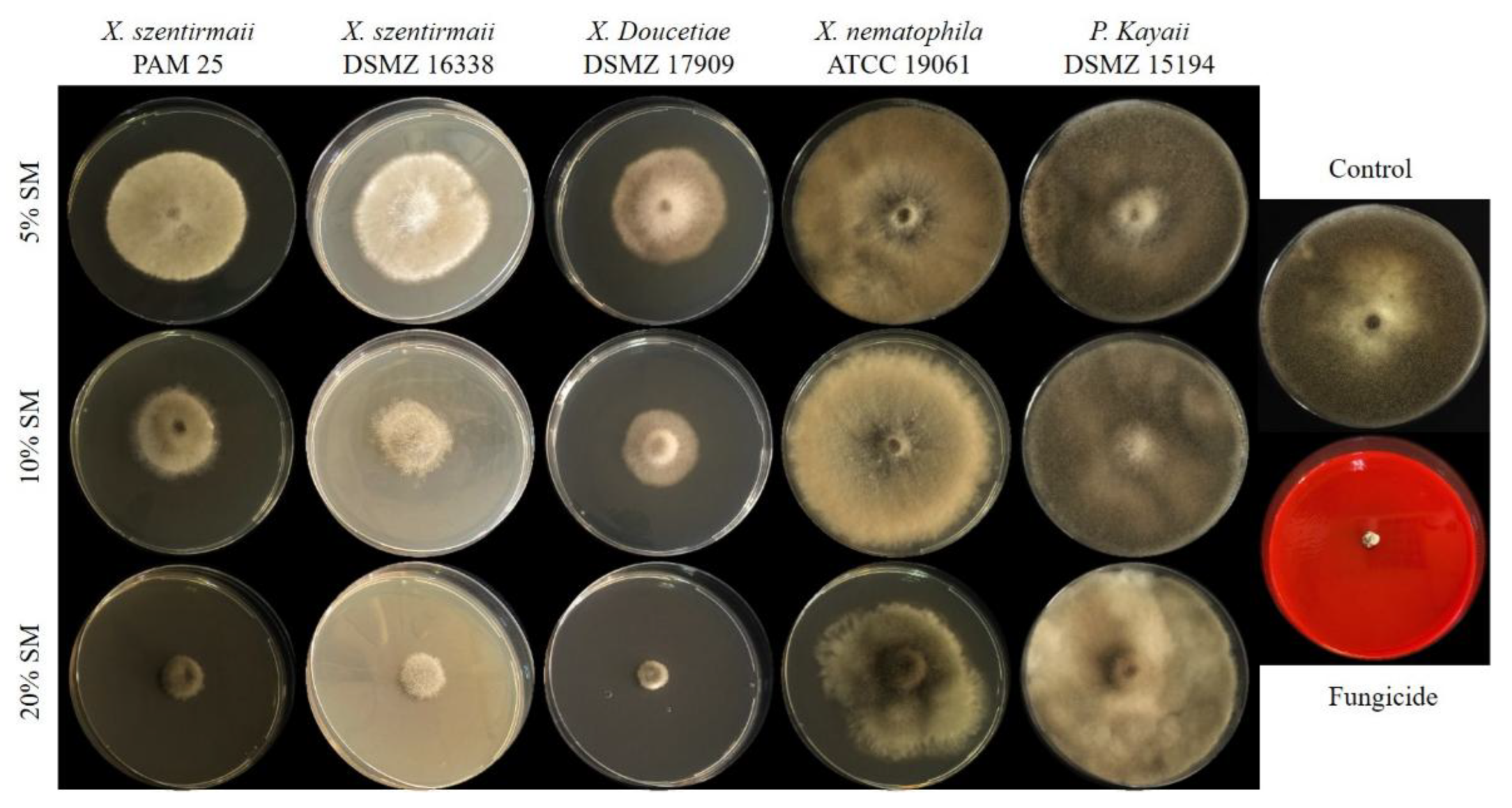 Preprints 174130 g003
