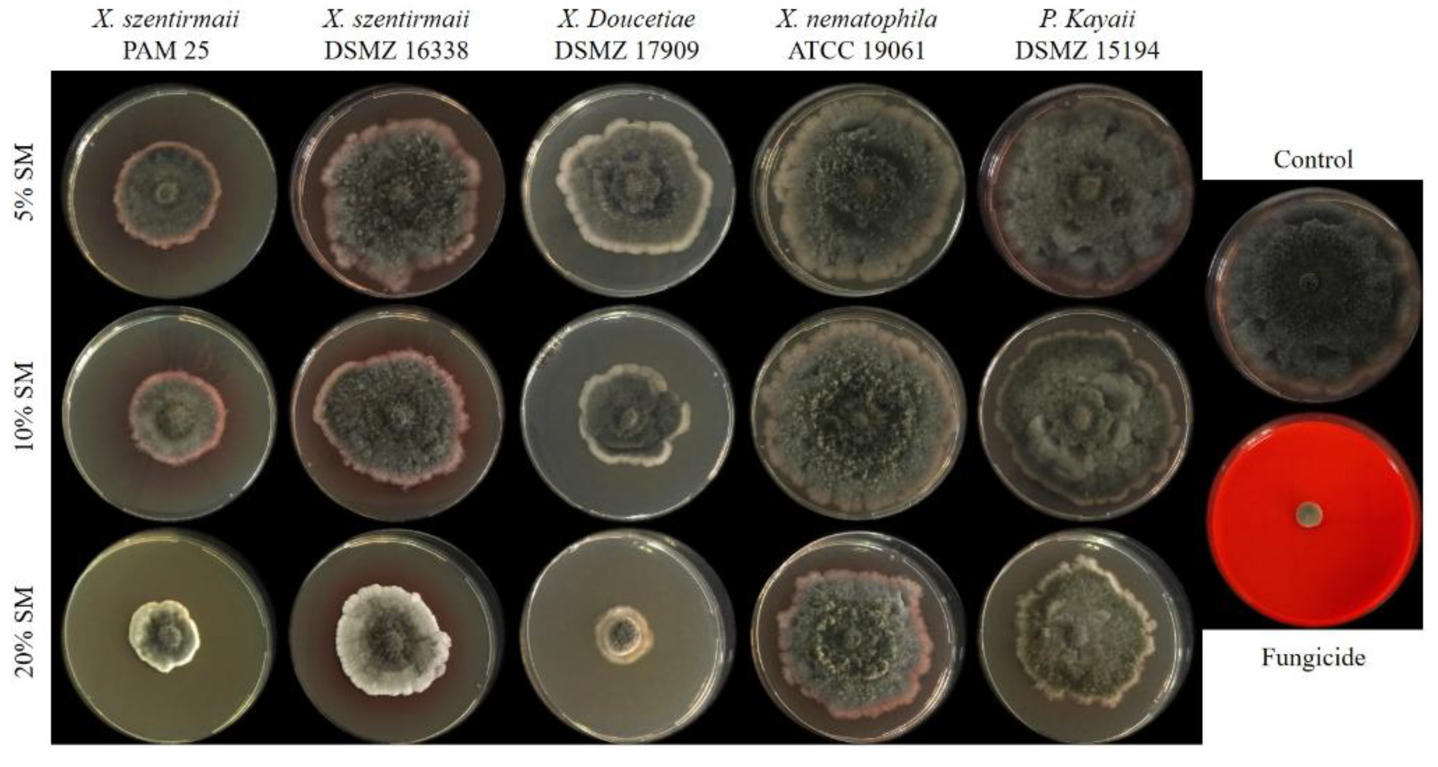 Preprints 174130 g004