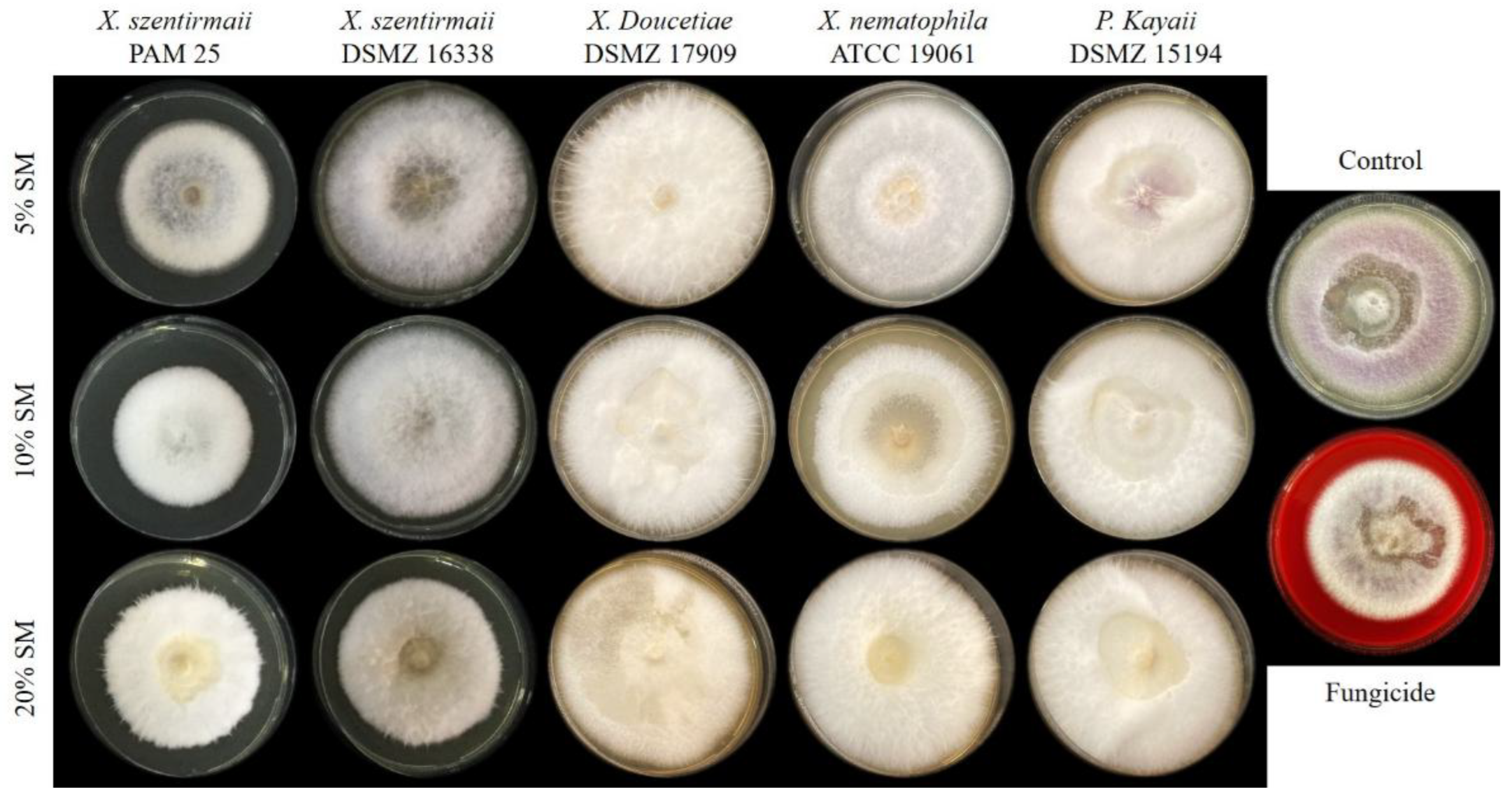 Preprints 174130 g005