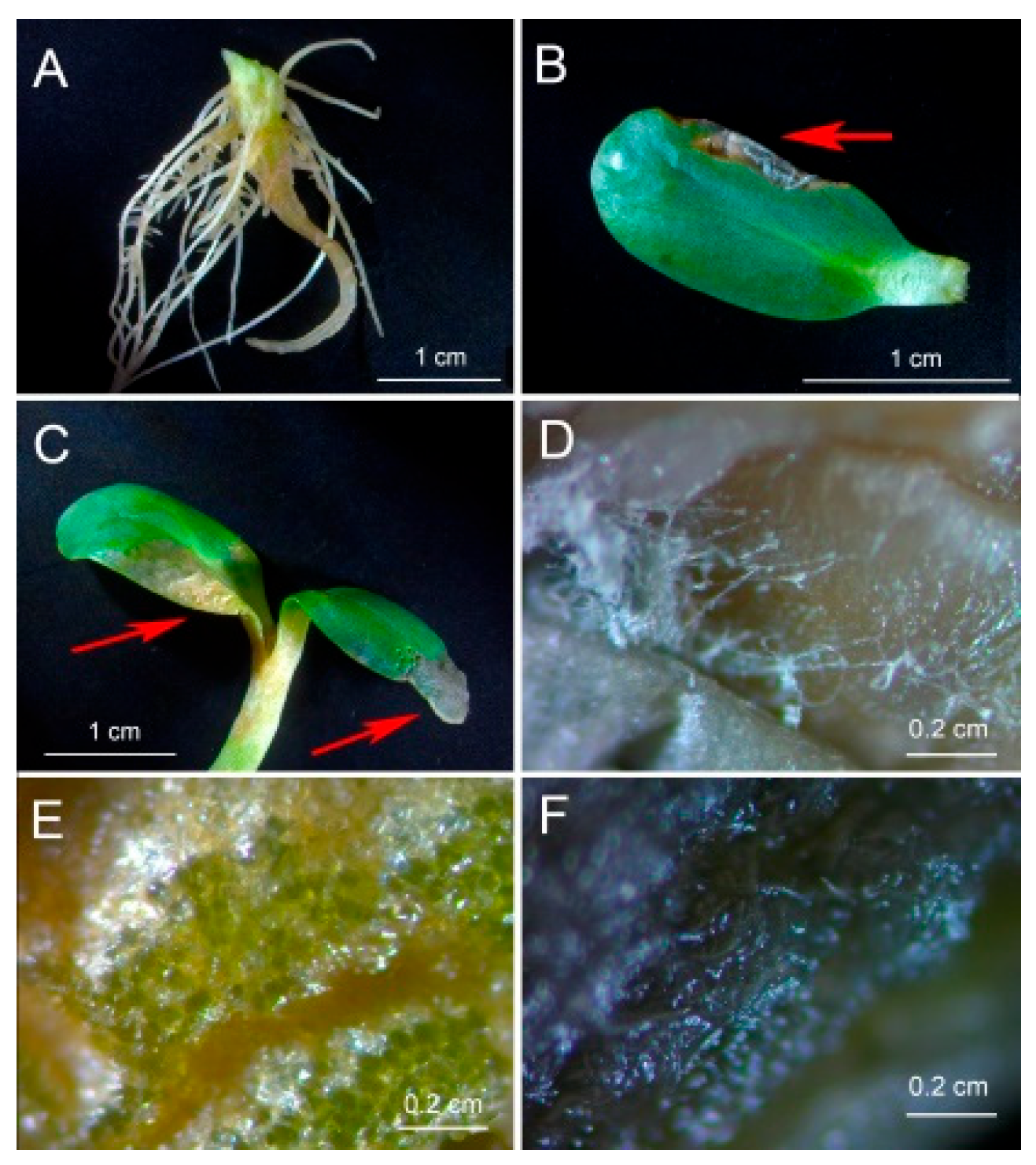 Preprints 166950 g005