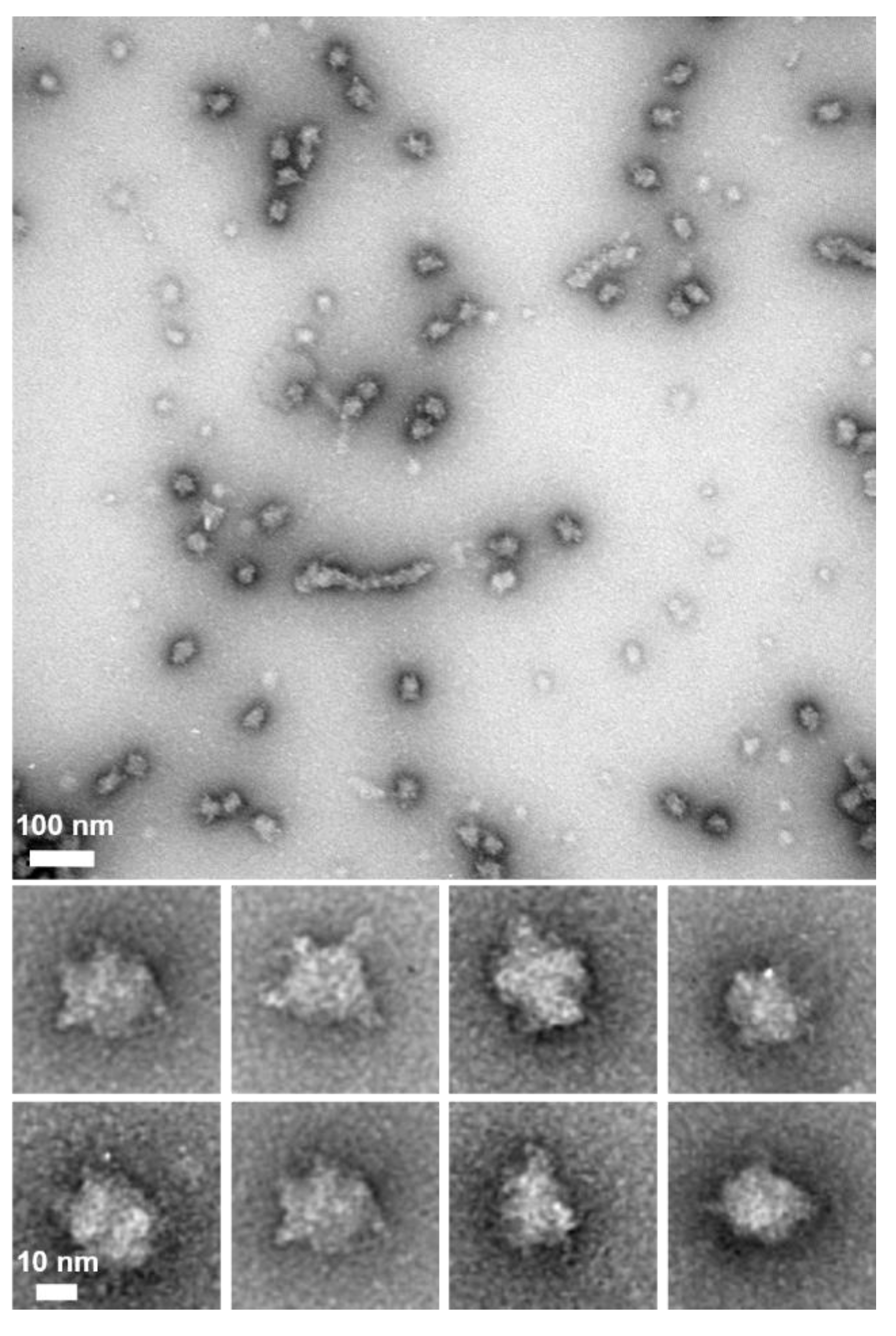 Preprints 149462 g004