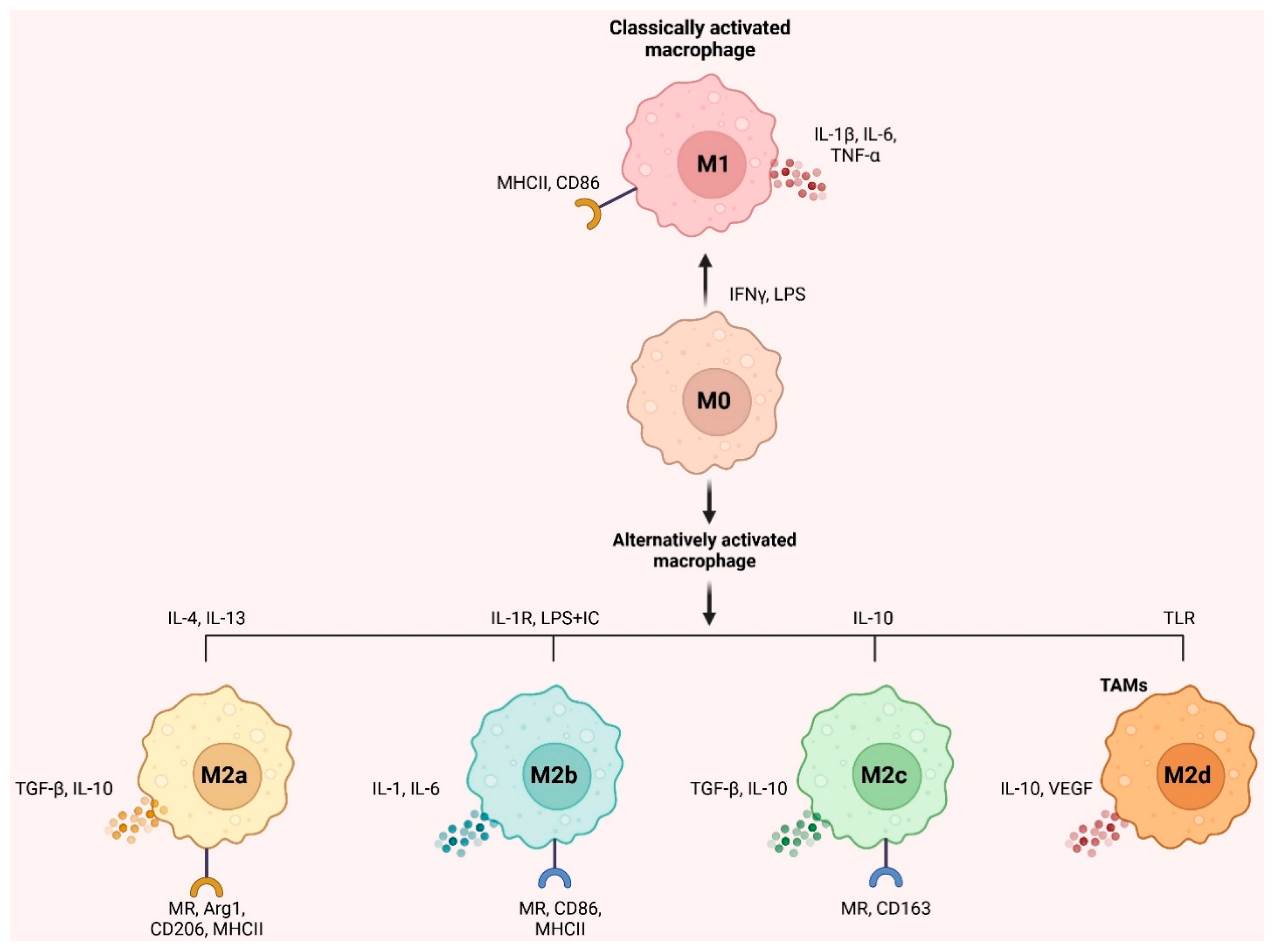 Preprints 154522 g001