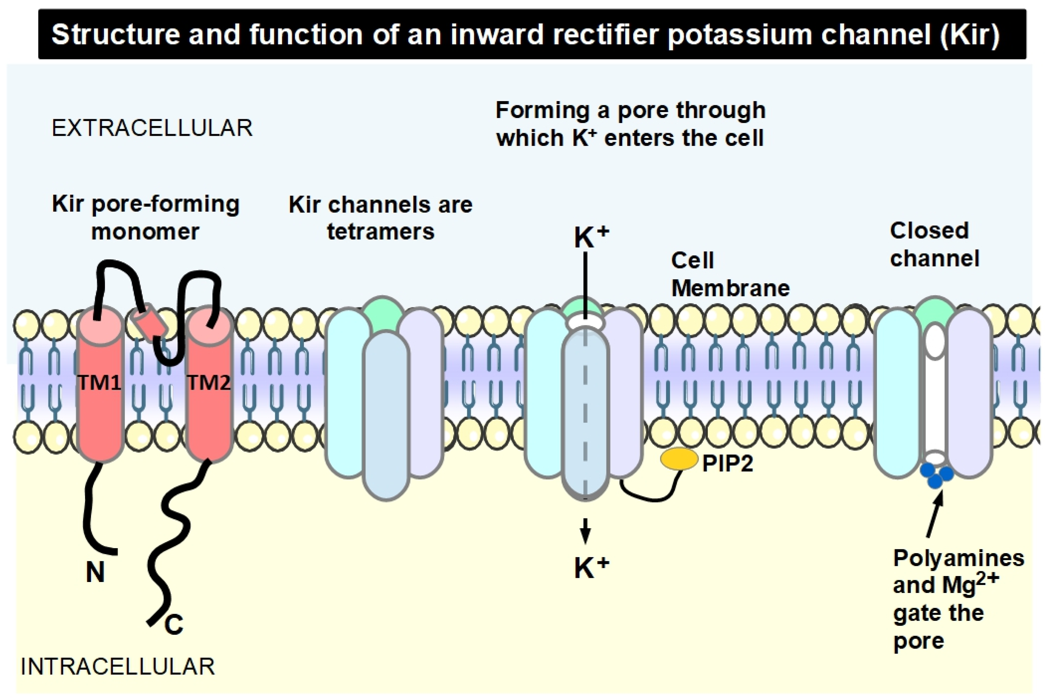 Altered Potassium Channels in Pancreatic Ductal Adenocarcinoma