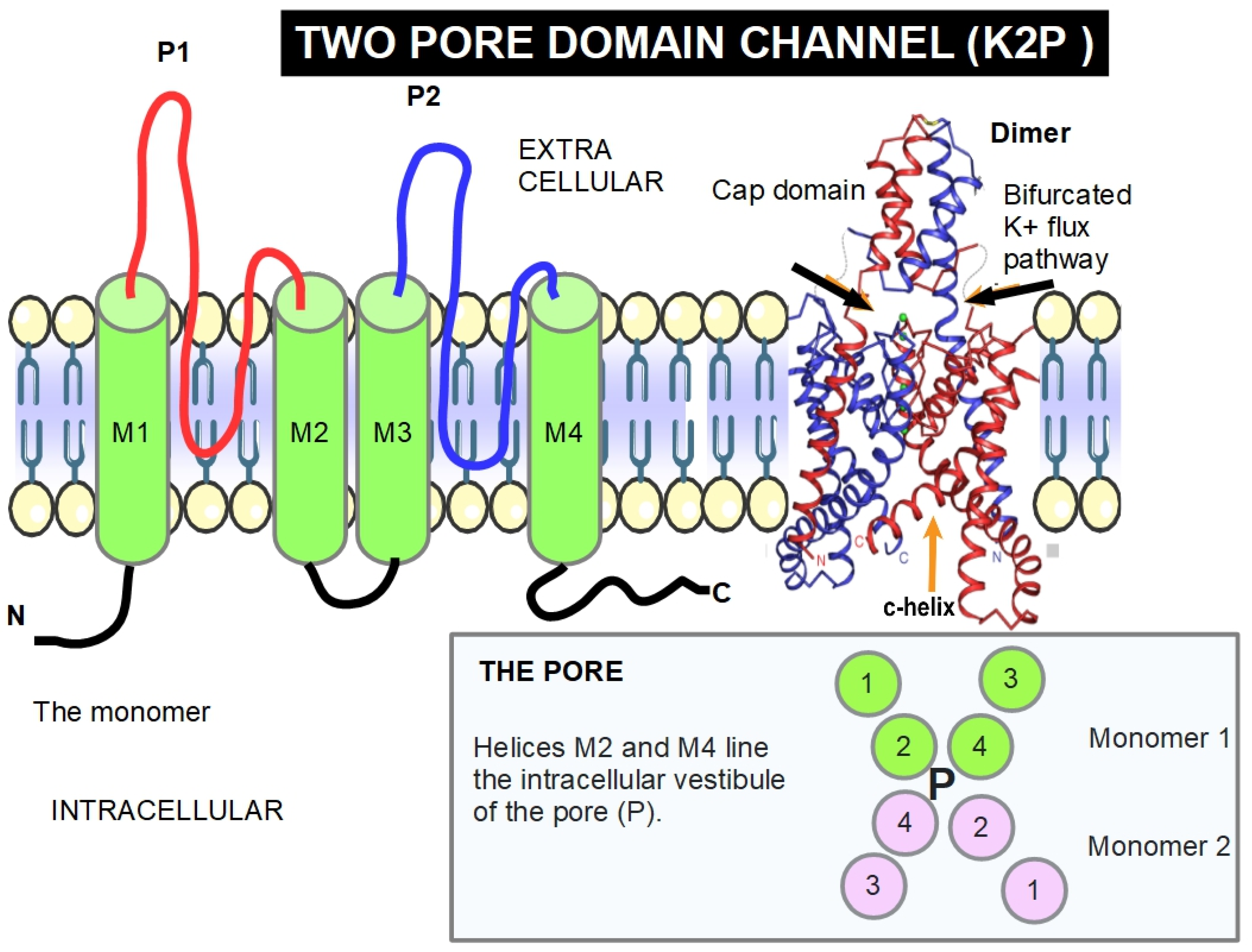 Altered Potassium Channels in Pancreatic Ductal Adenocarcinoma