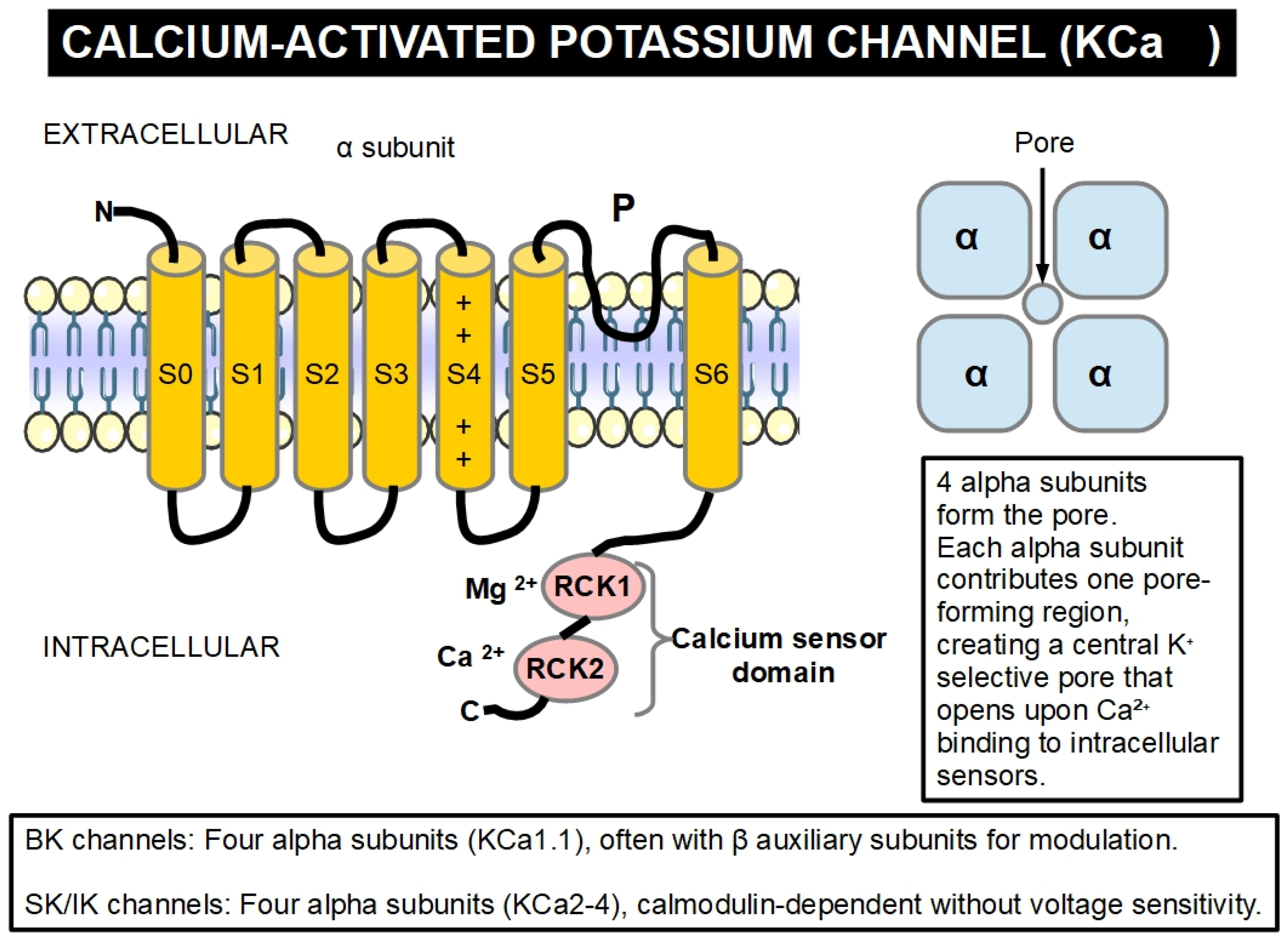 Altered Potassium Channels in Pancreatic Ductal Adenocarcinoma