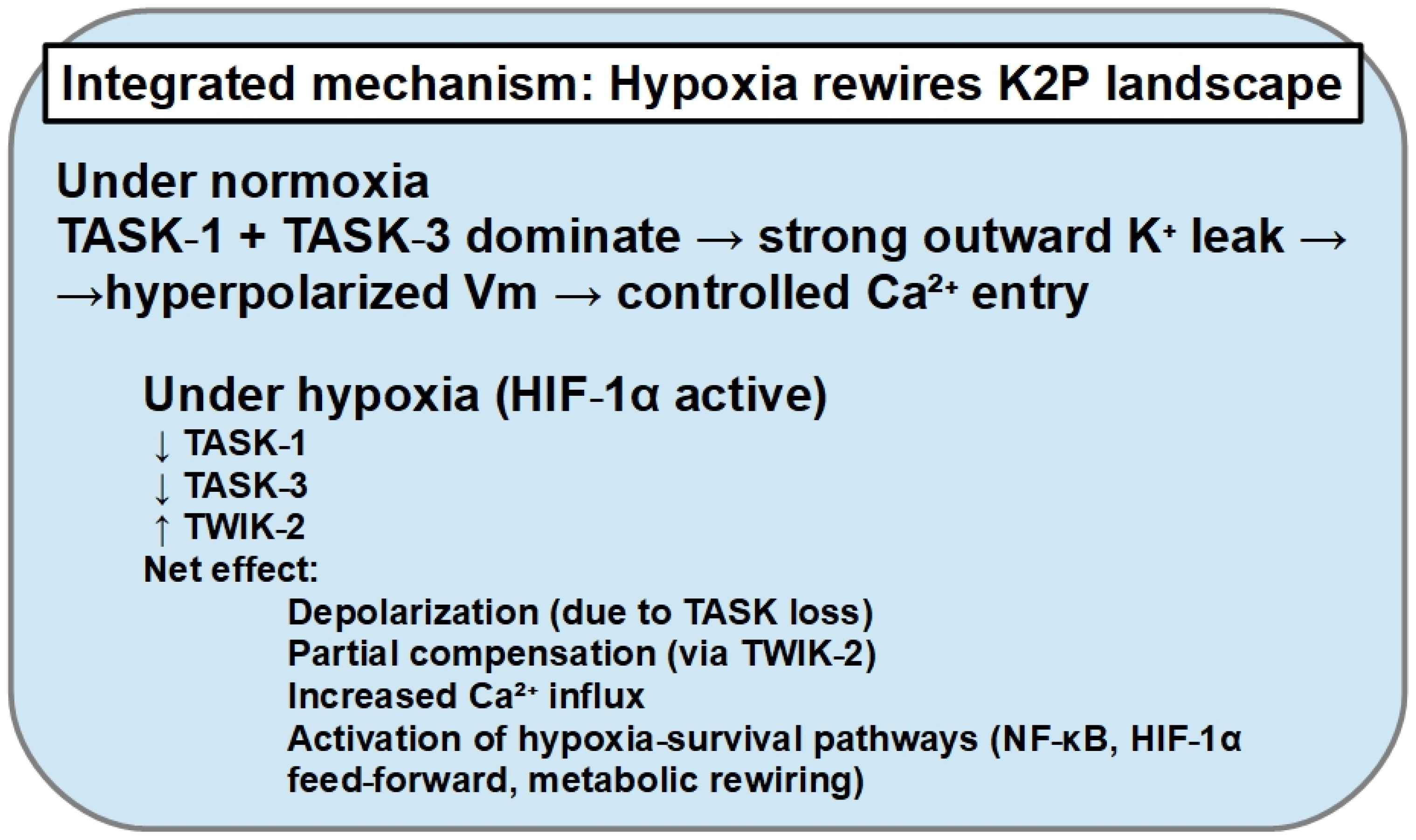 Altered Potassium Channels in Pancreatic Ductal Adenocarcinoma