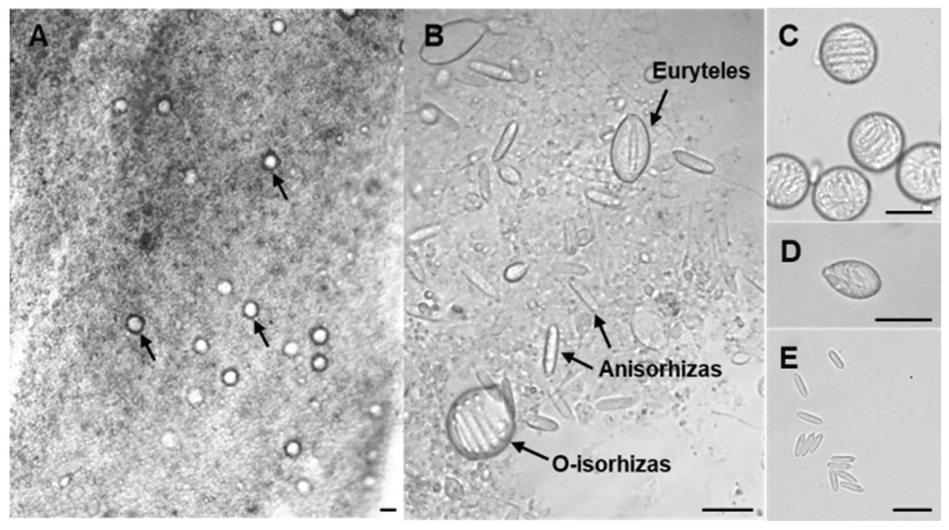 Preprints 177532 g001