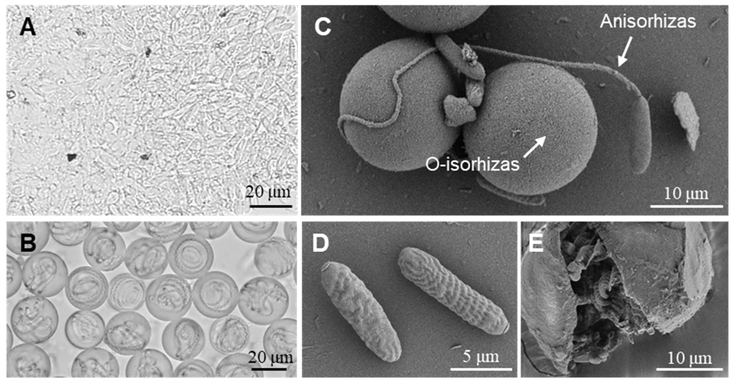 Preprints 177532 g002