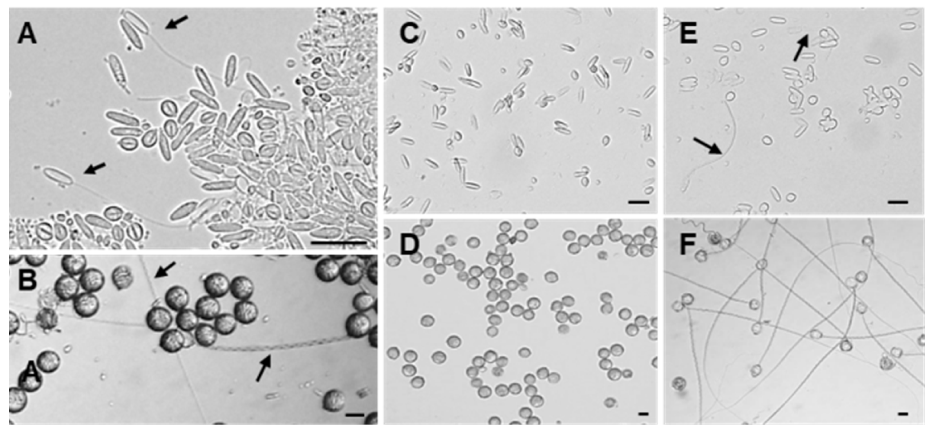 Preprints 177532 g003