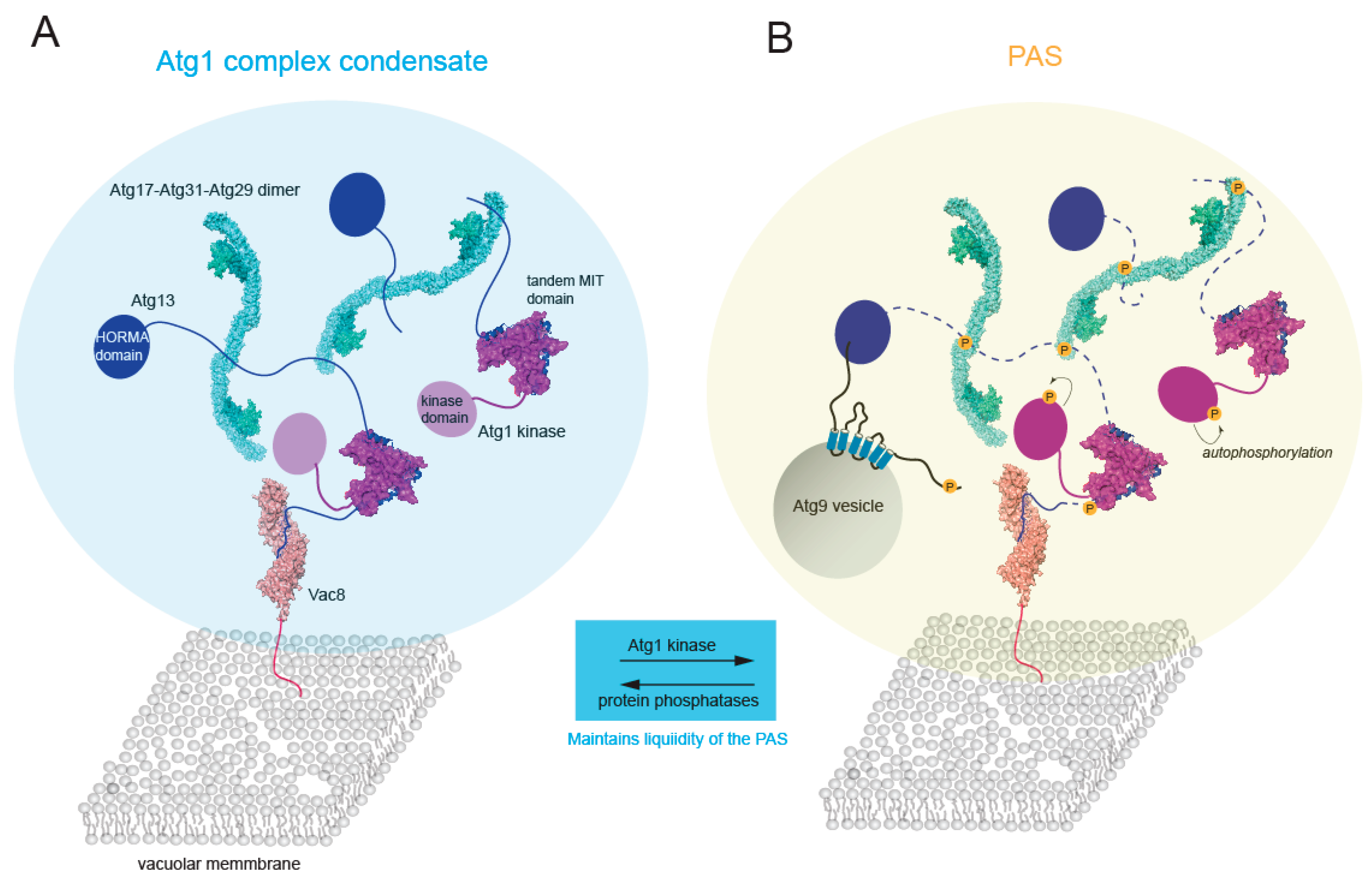 A New Anatomy of Autophagic Clearance: On the Roles of Intrinsic ...