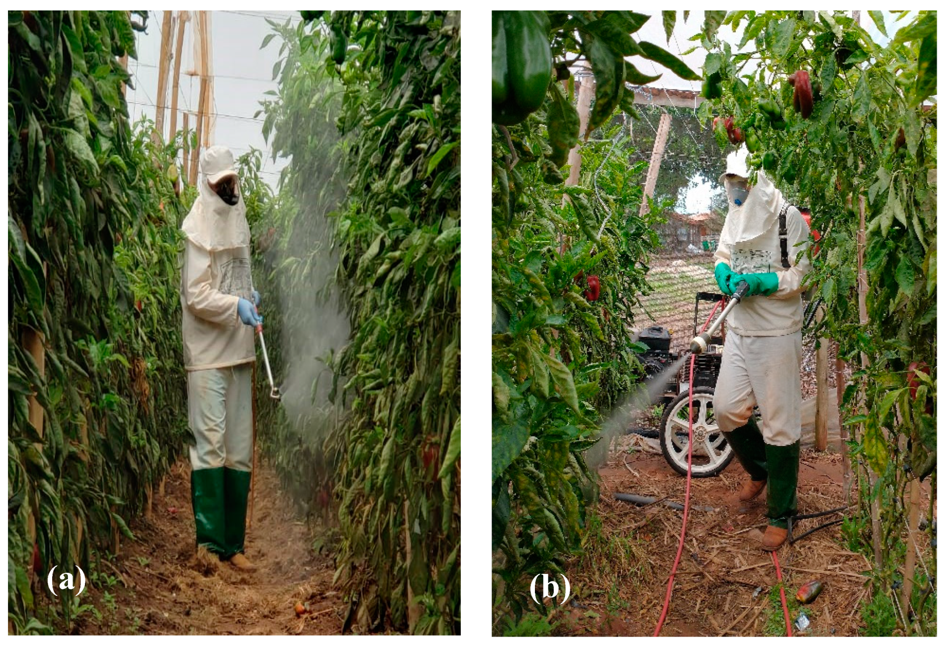 Preprints 155381 g001